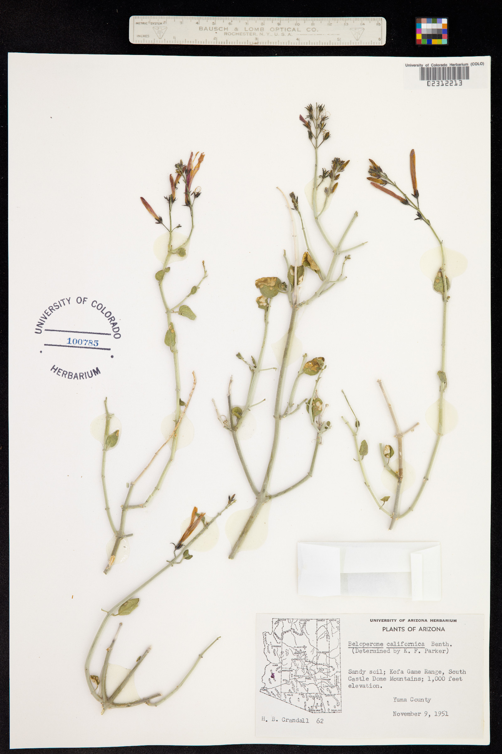 Justicia californica image