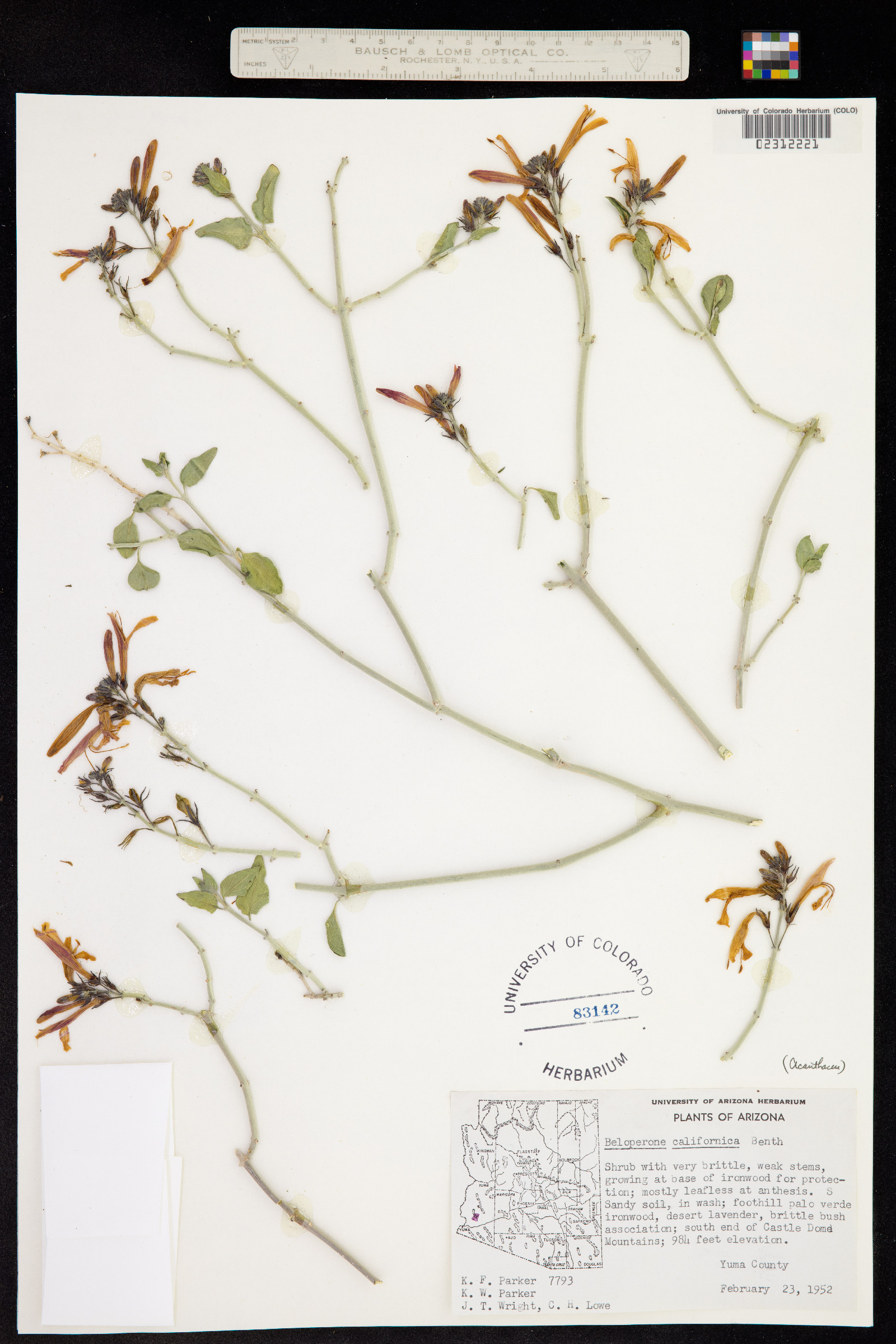 Justicia californica image