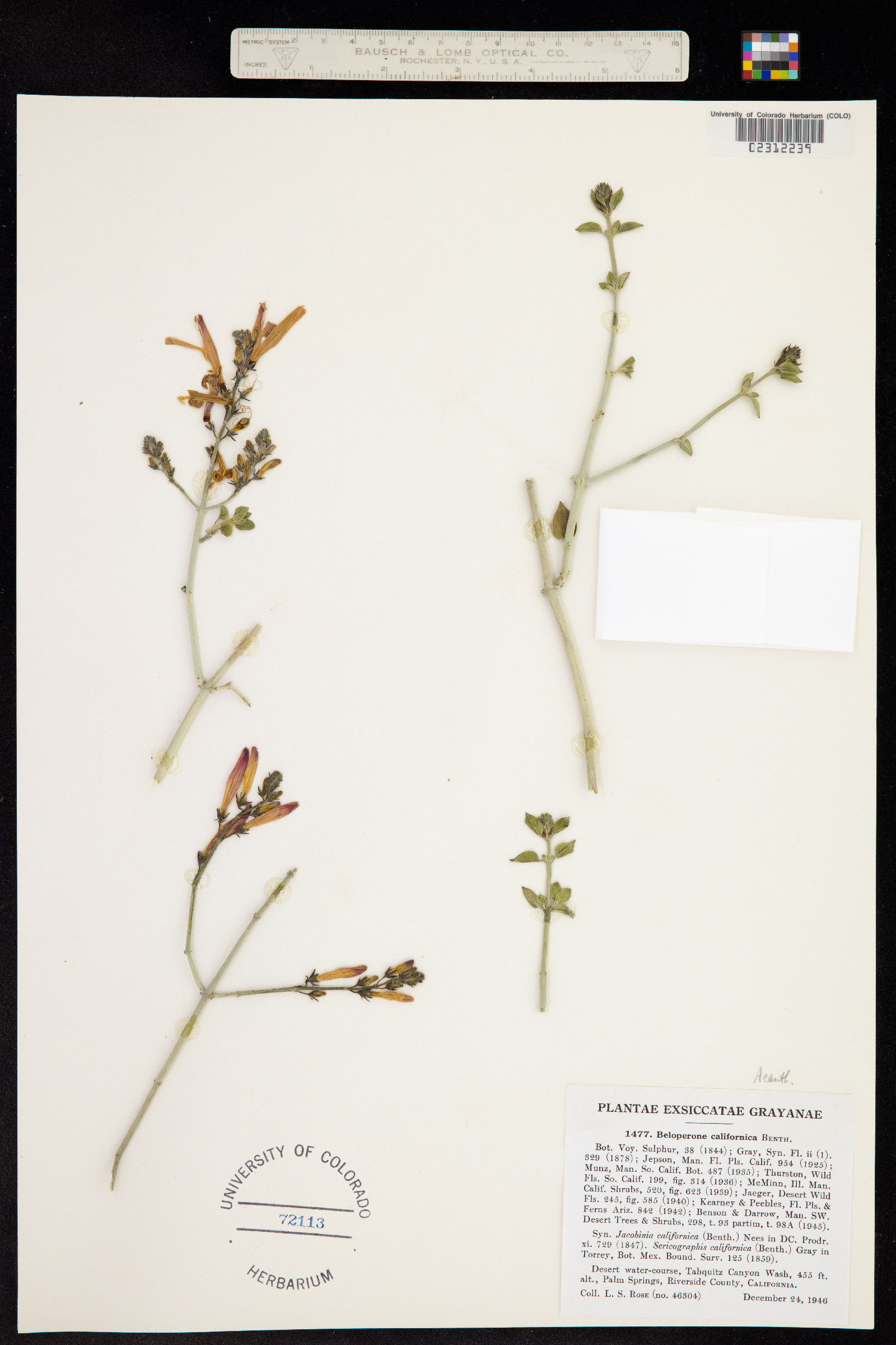 Justicia californica image