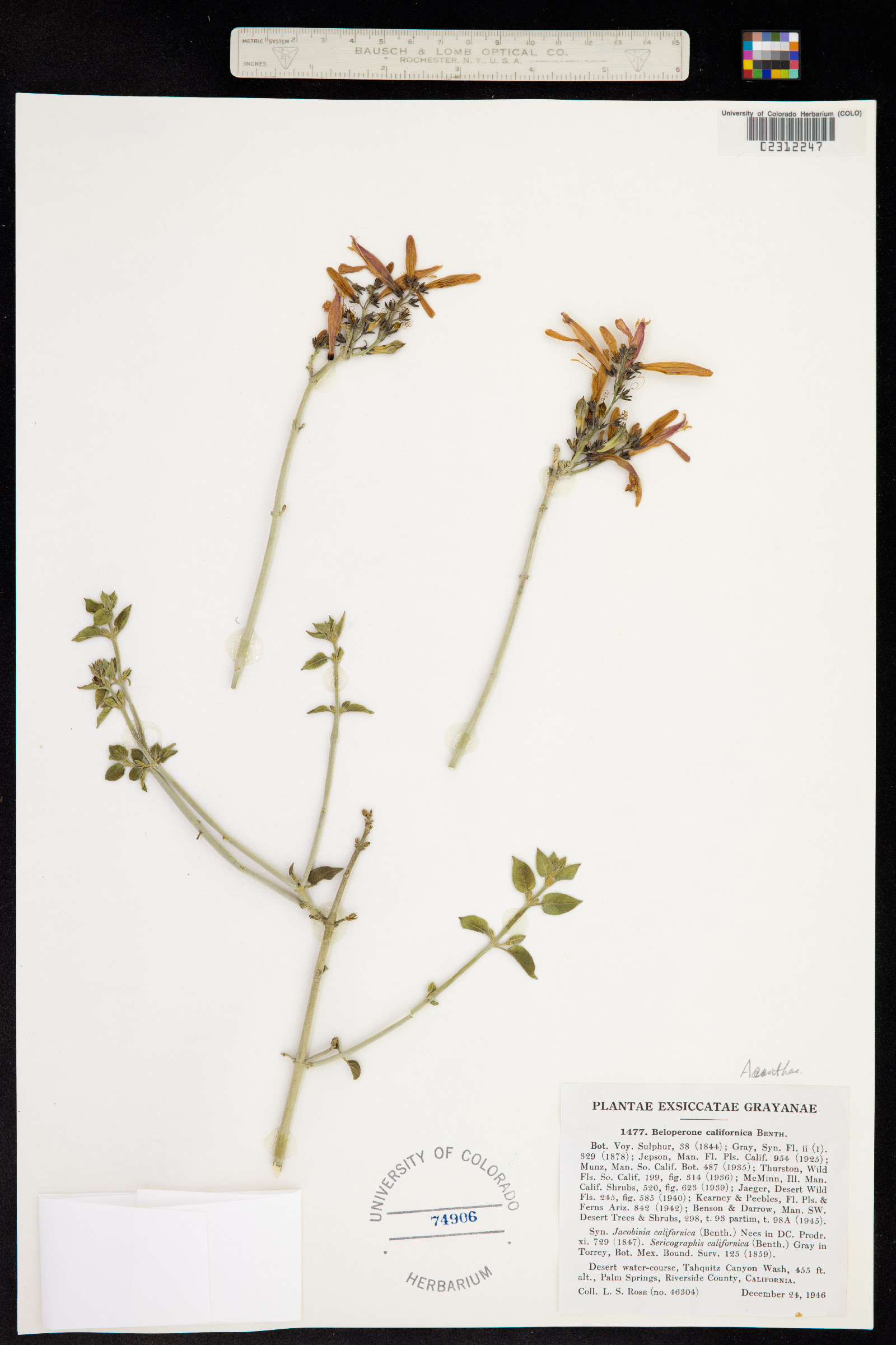 Justicia californica image