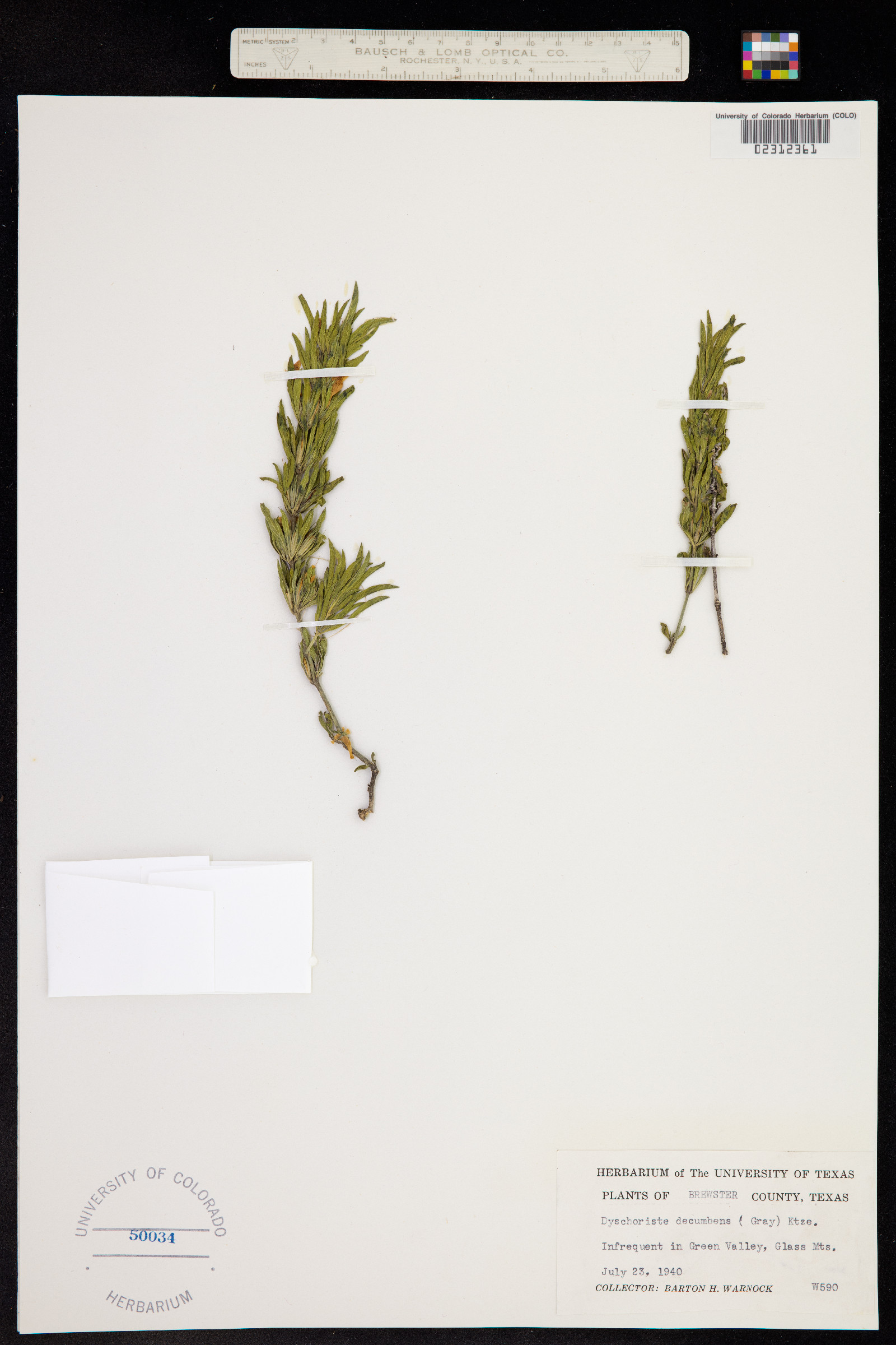 Dyschoriste schiedeana var. decumbens image