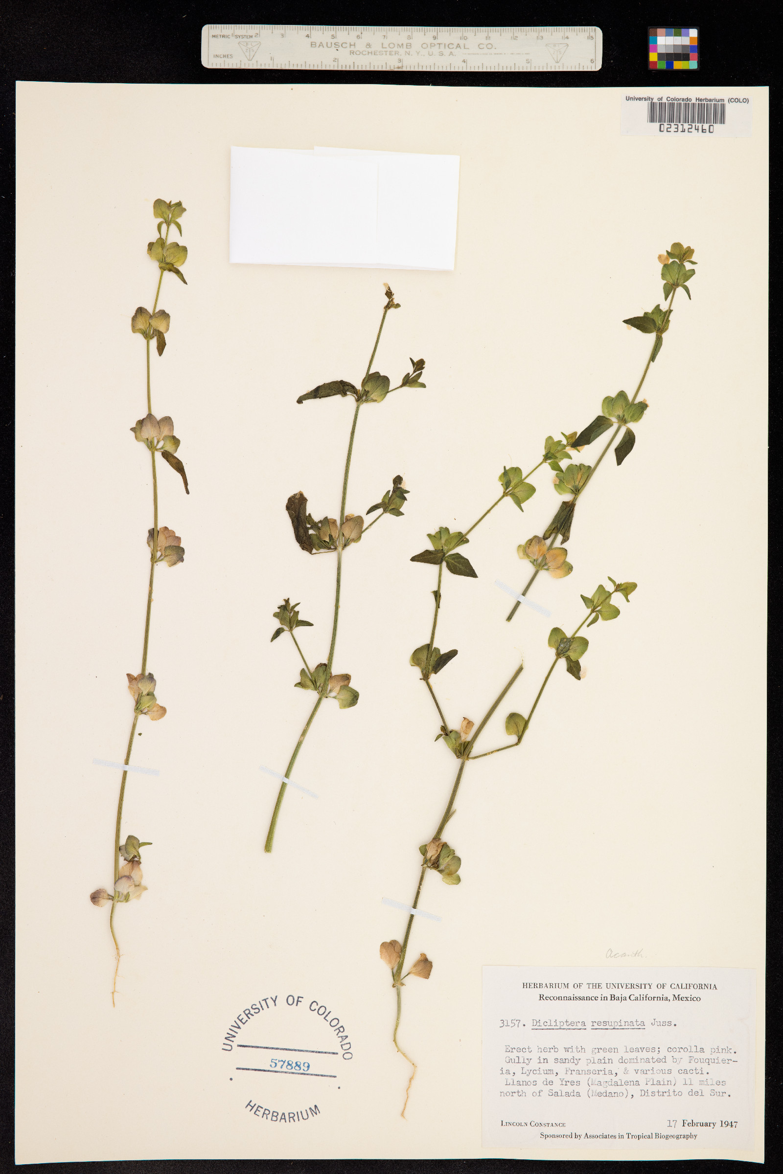 Dicliptera resupinata image