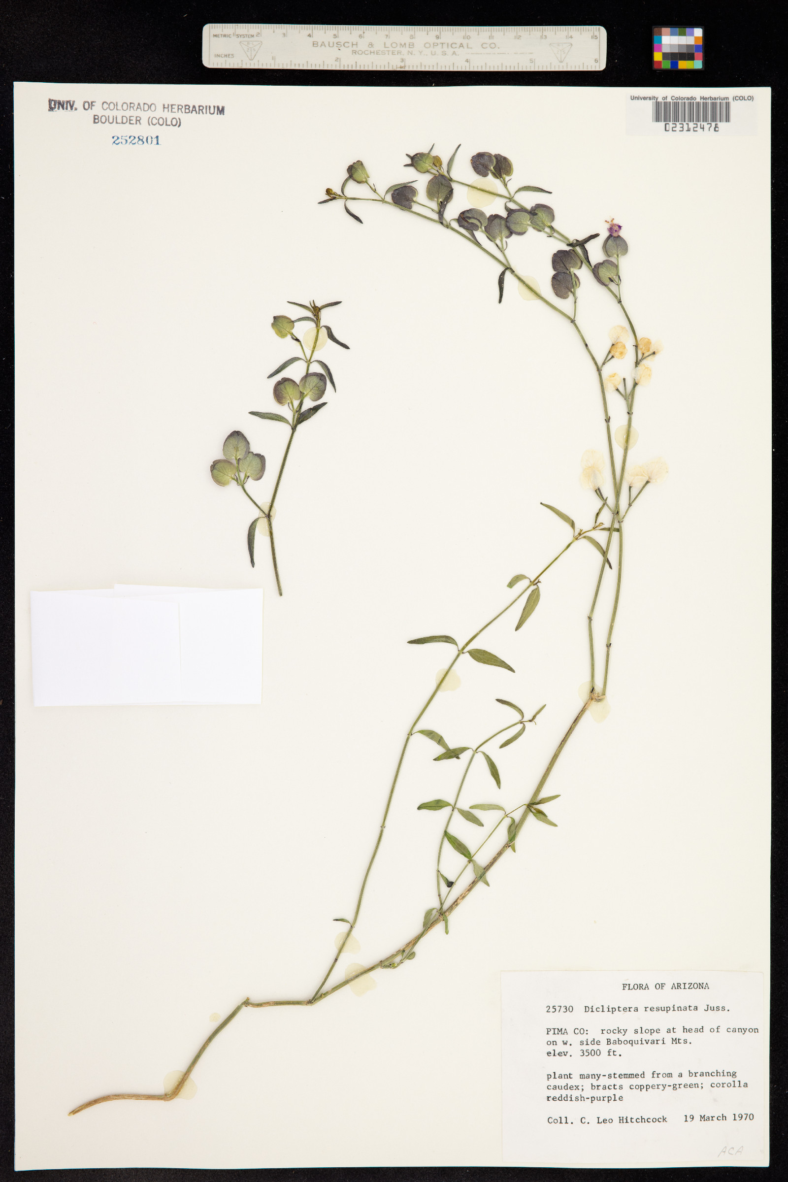 Dicliptera image