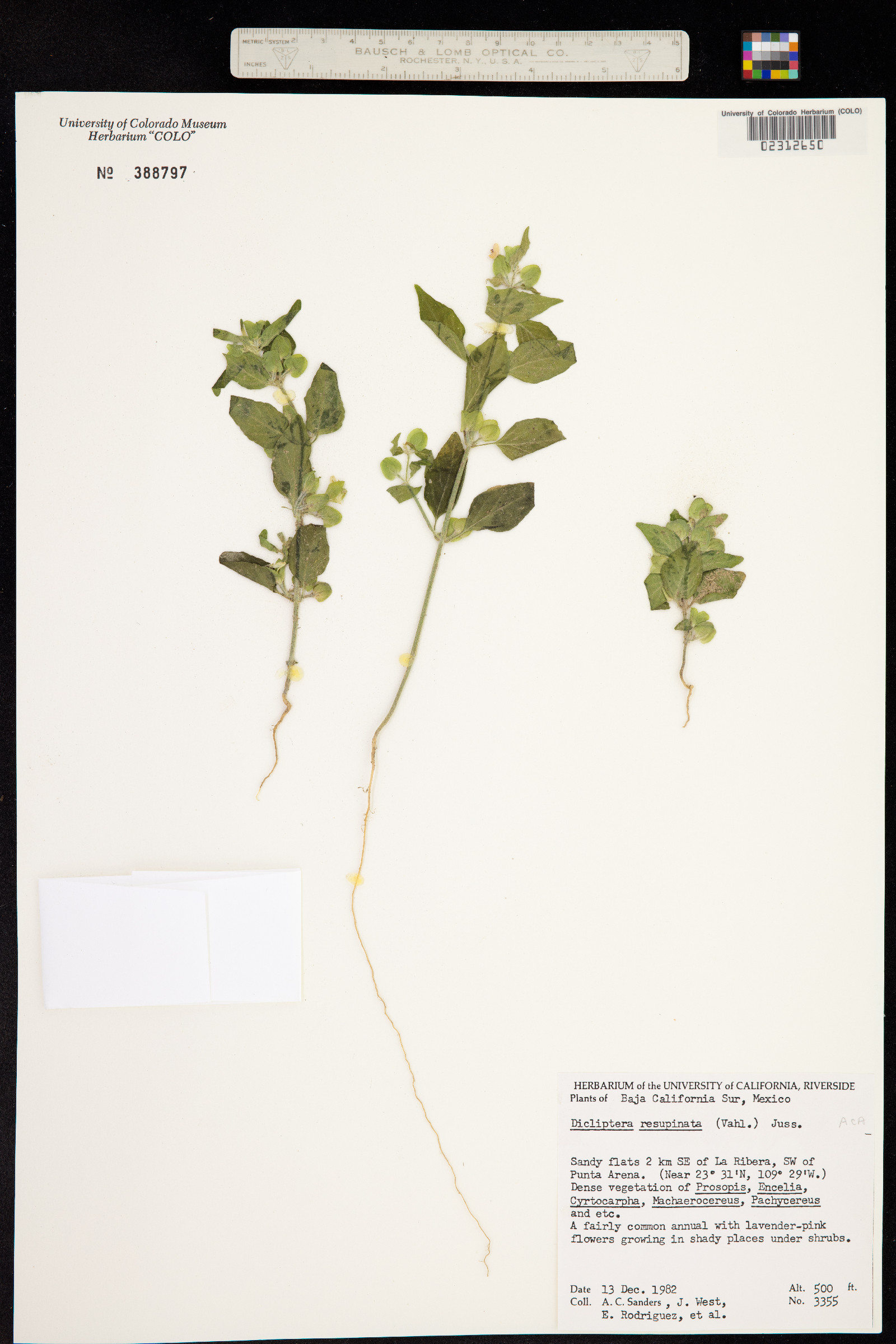 Dicliptera image
