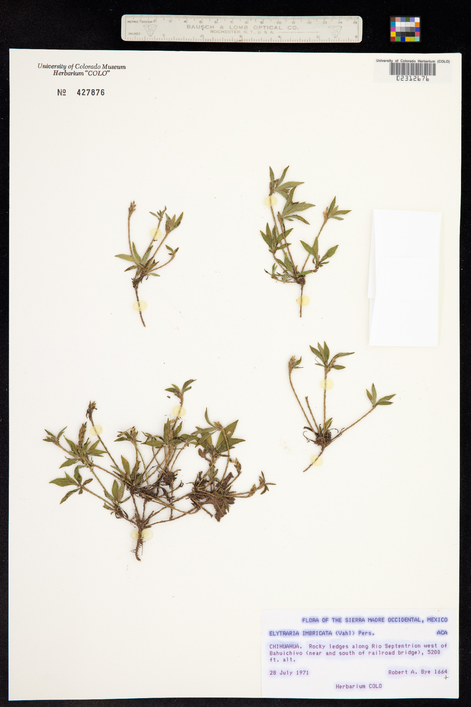 Elytraria imbricata image