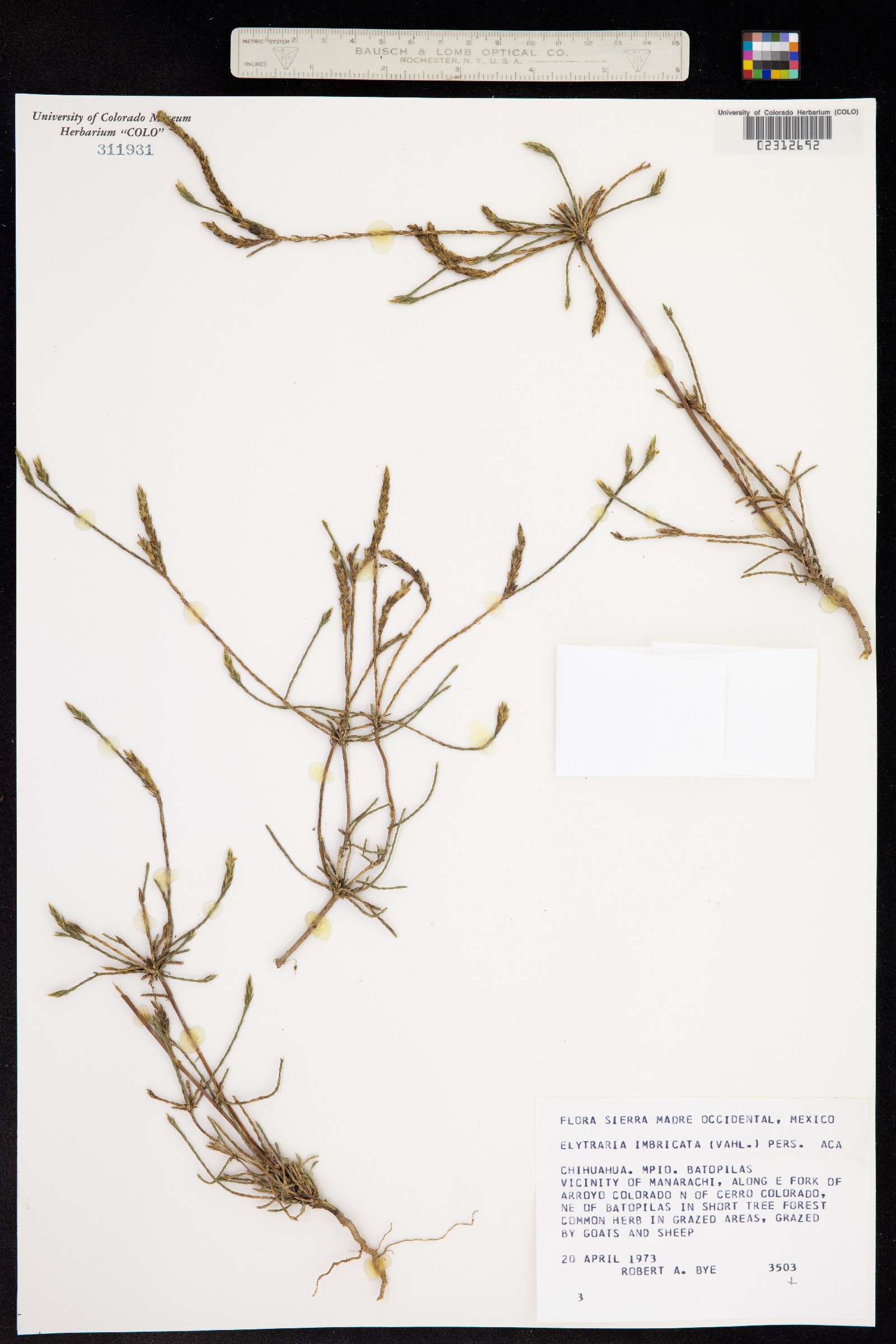 Elytraria imbricata image