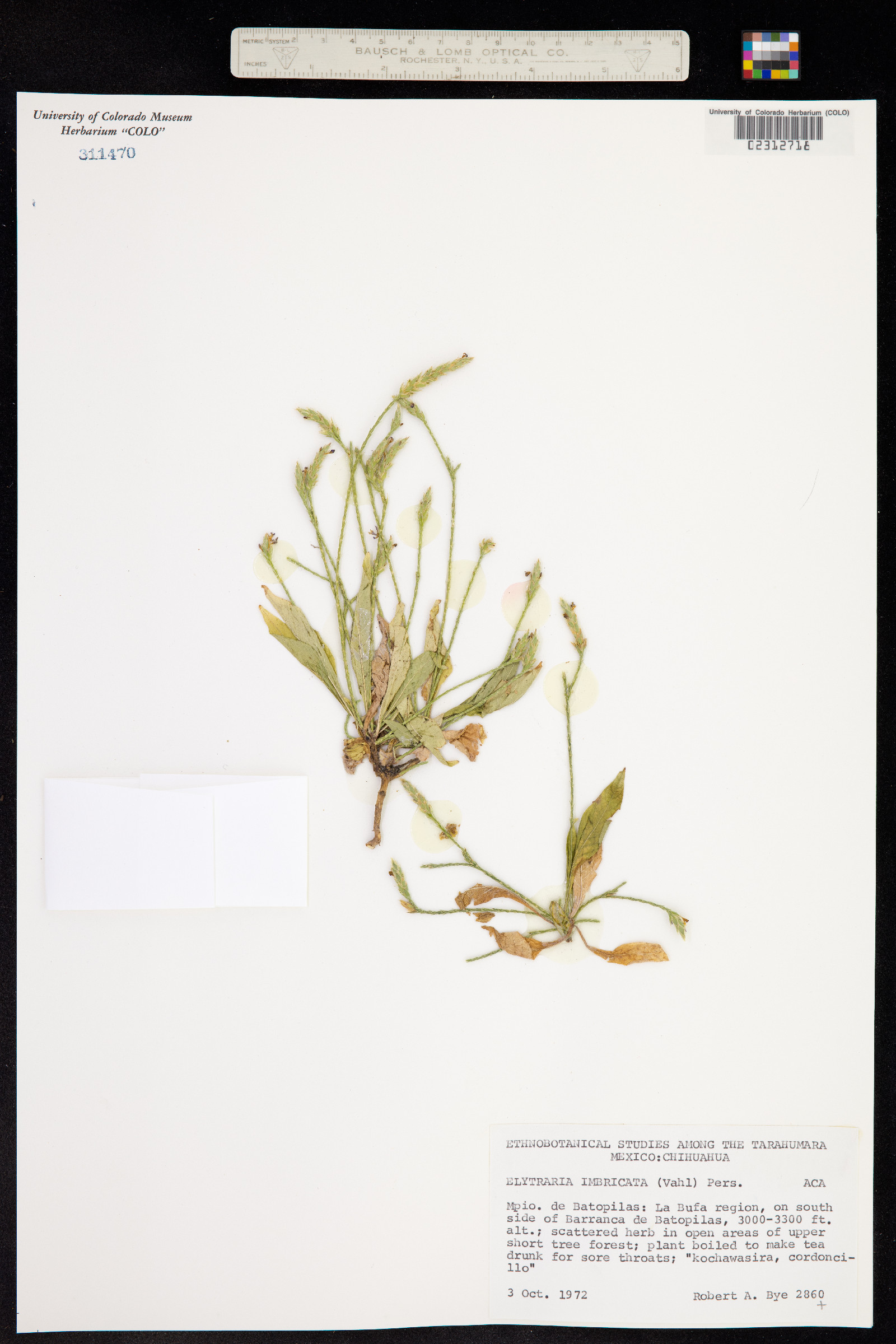 Elytraria imbricata image