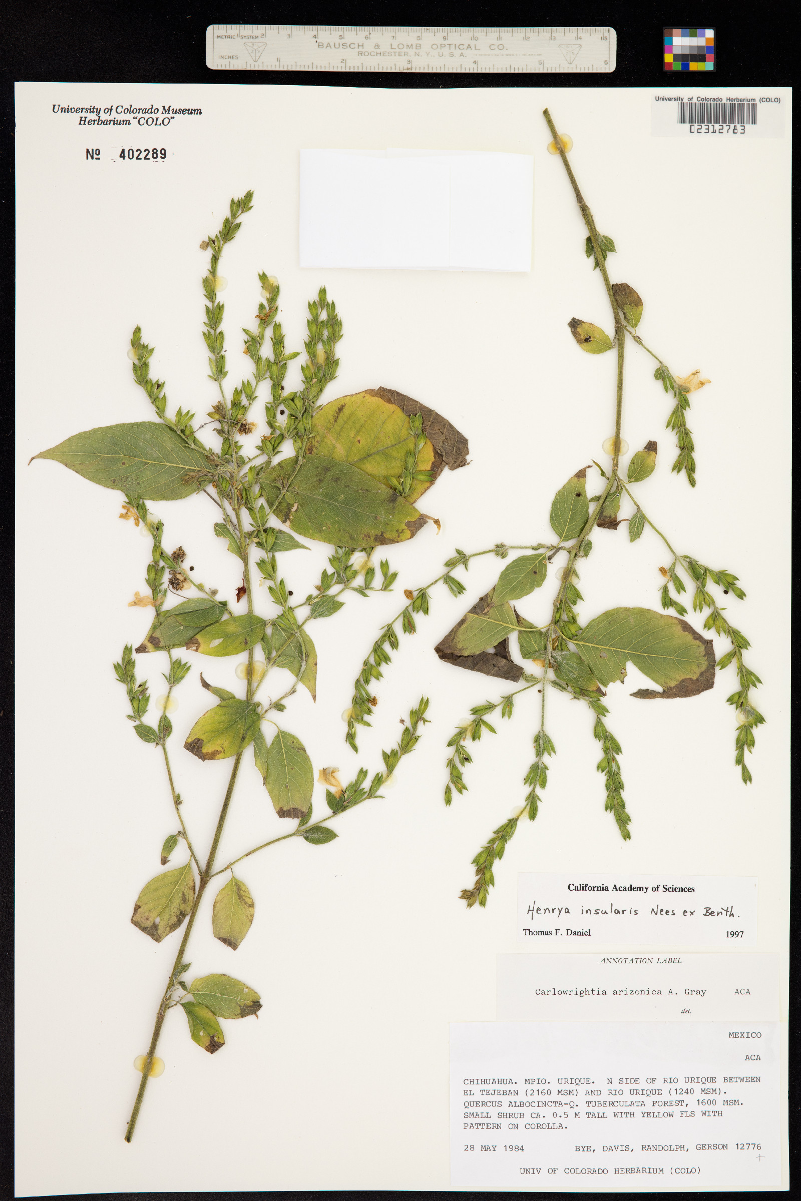 Henrya insularis image
