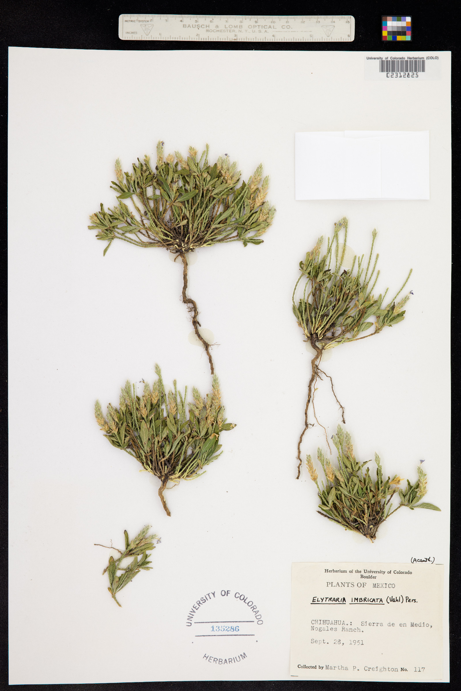Elytraria image