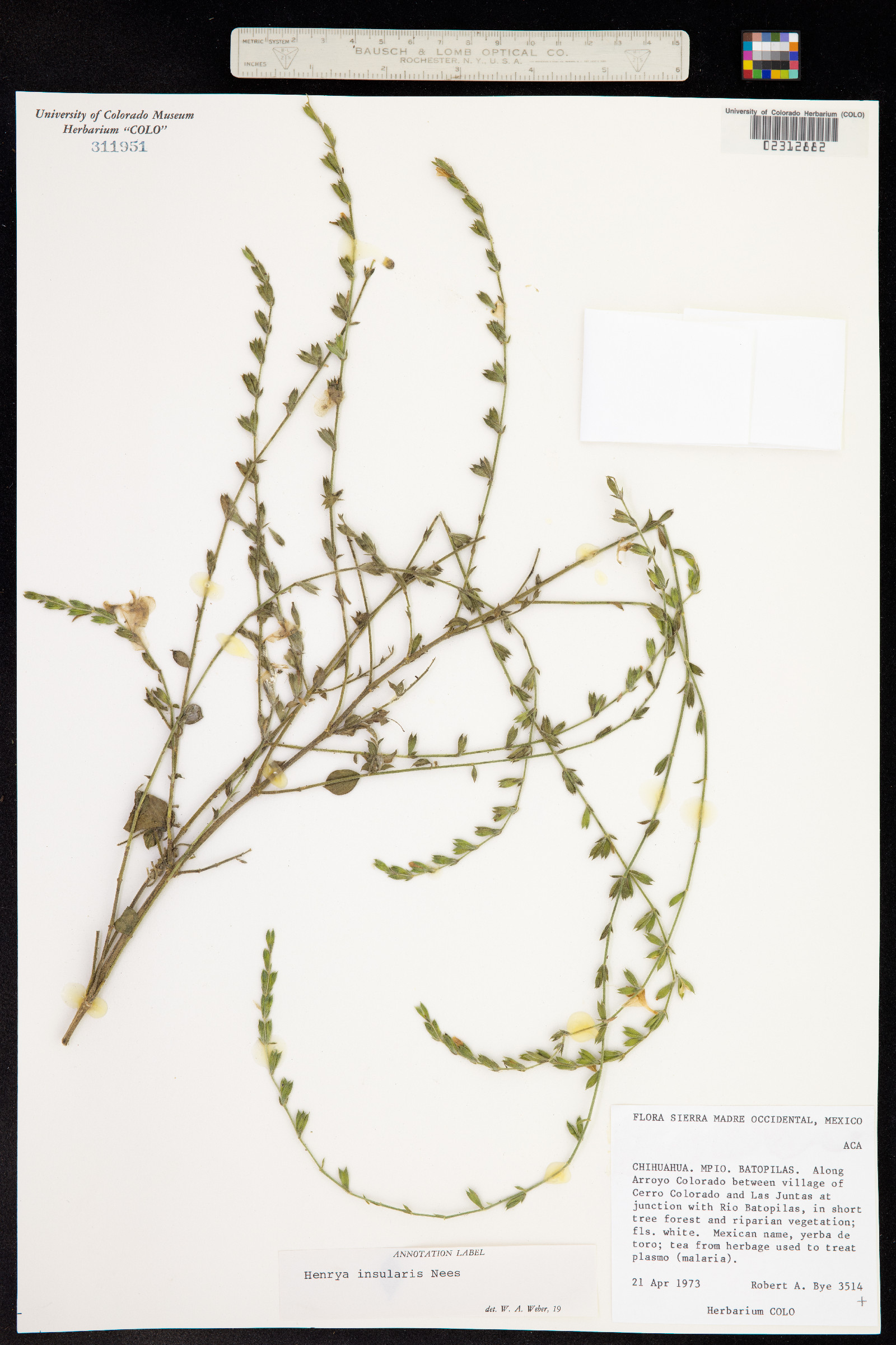 Henrya insularis image