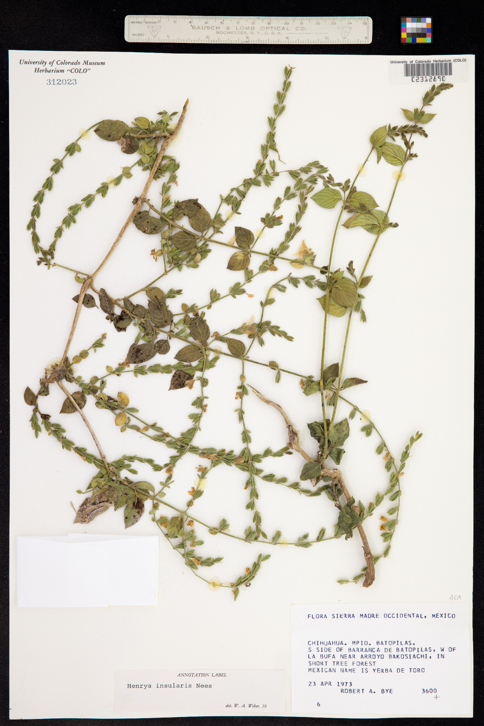 Henrya insularis image