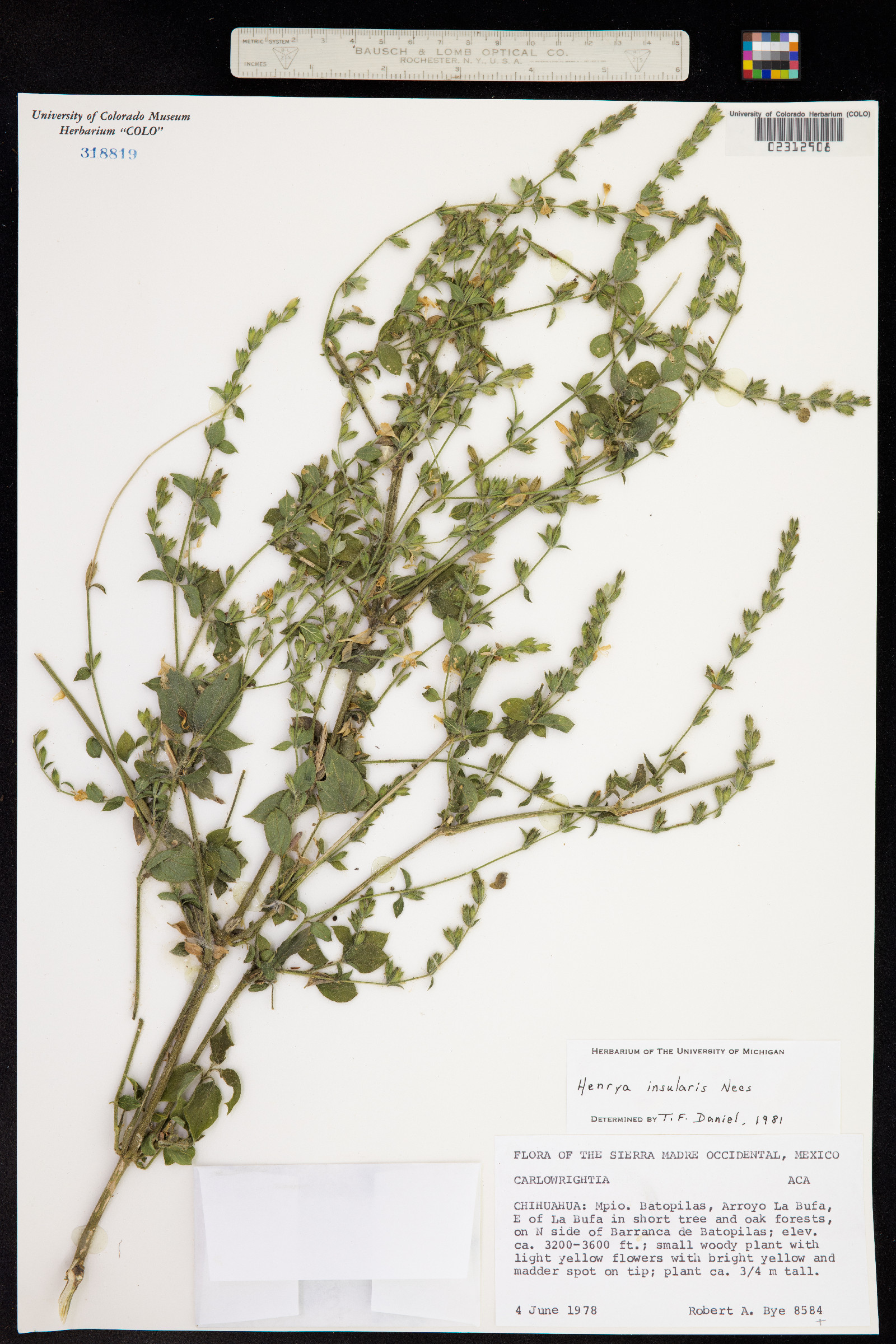 Henrya insularis image