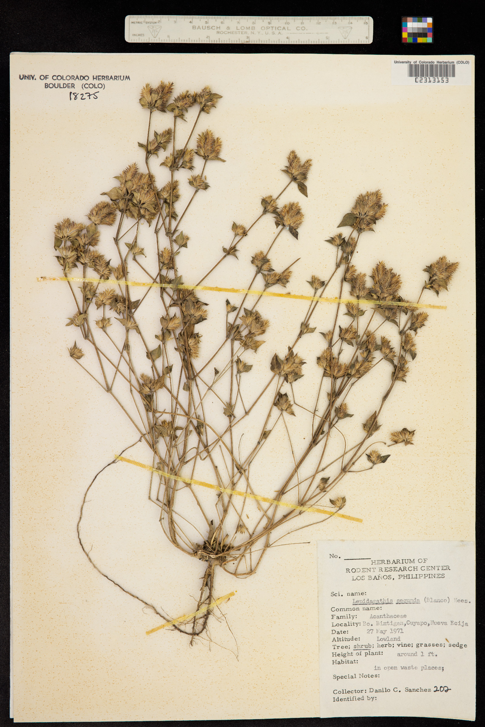 Lepidagathis secunda image