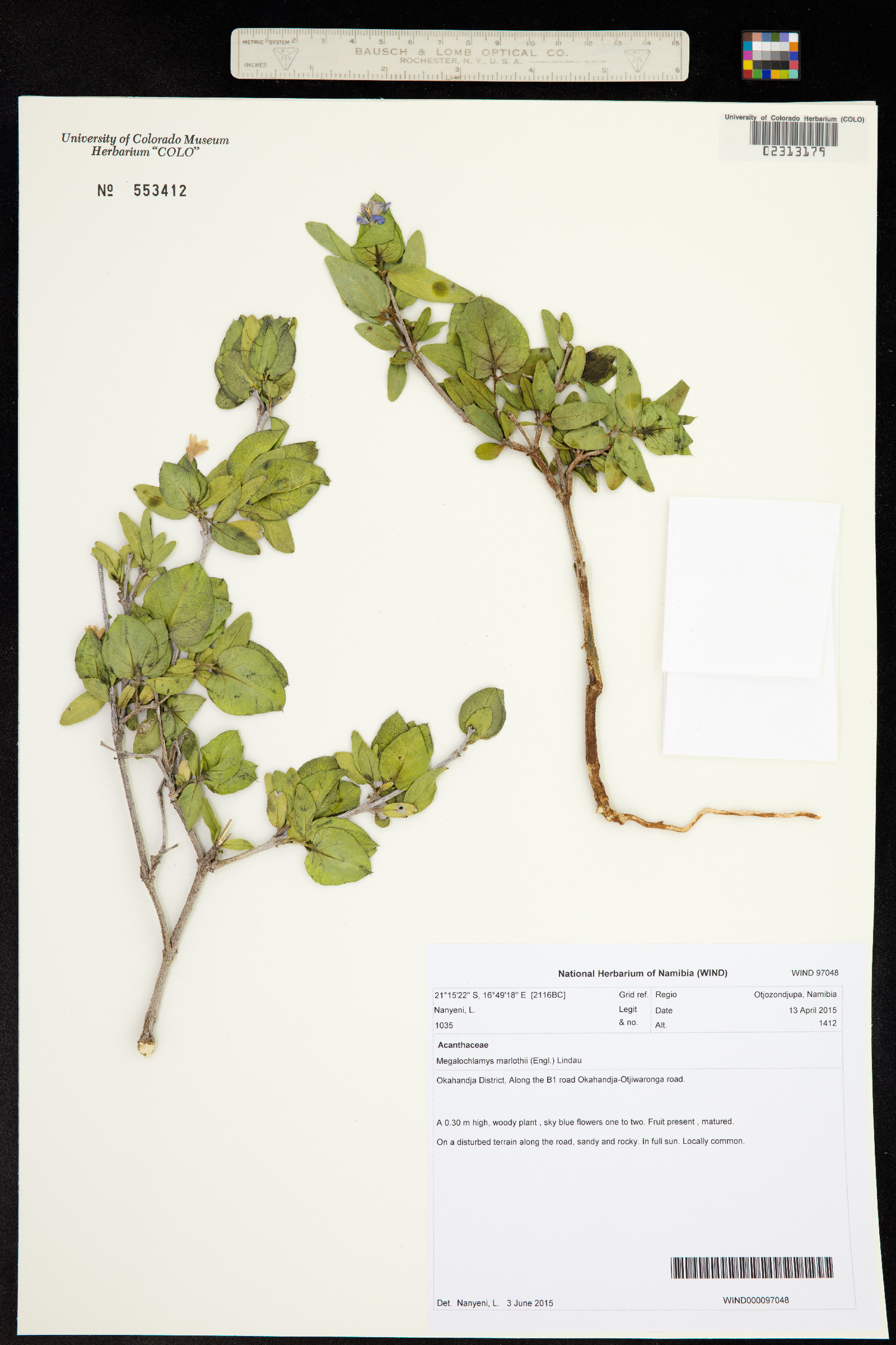 Megalochlamys marlothii image