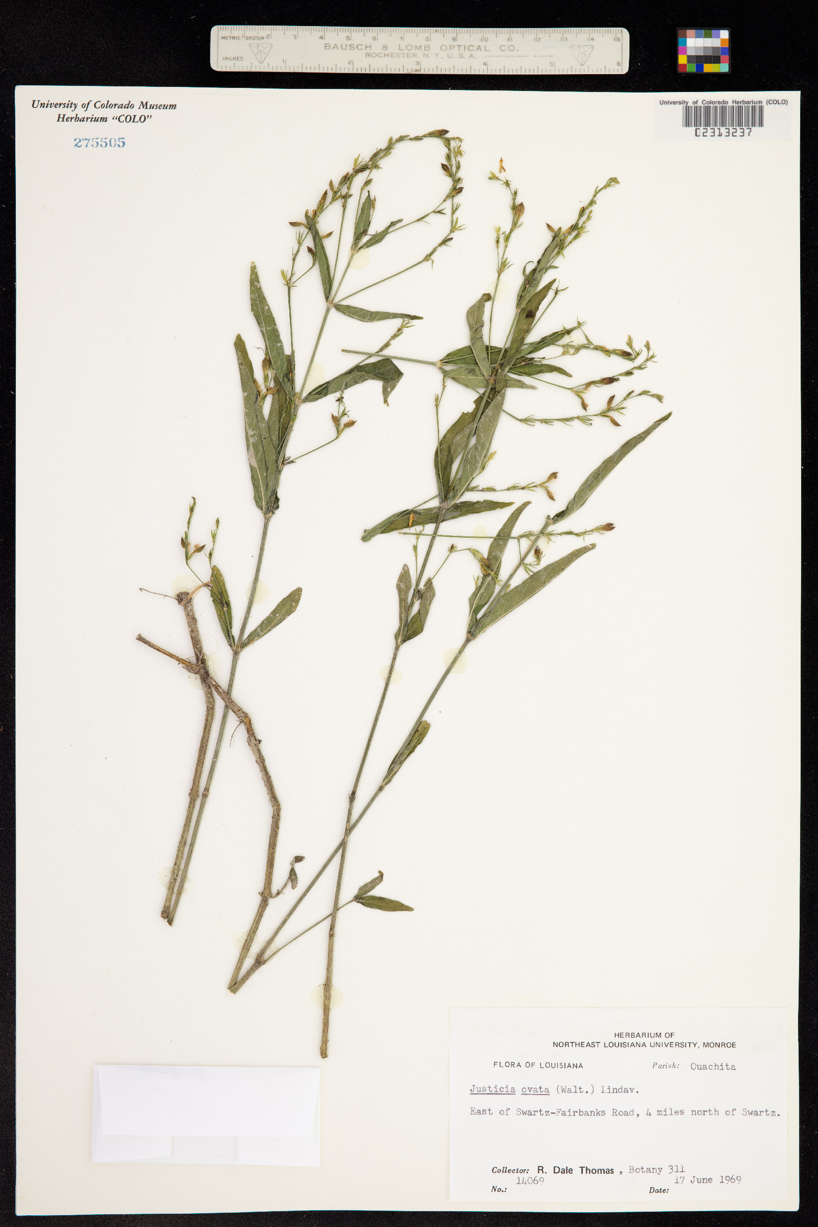 Justicia ovata image