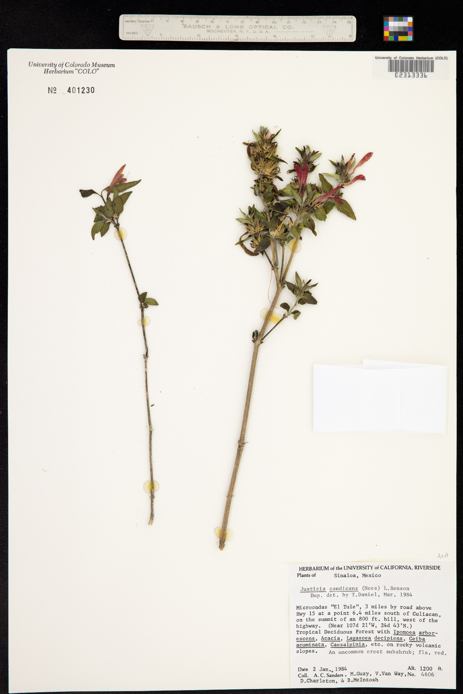 Justicia candicans image