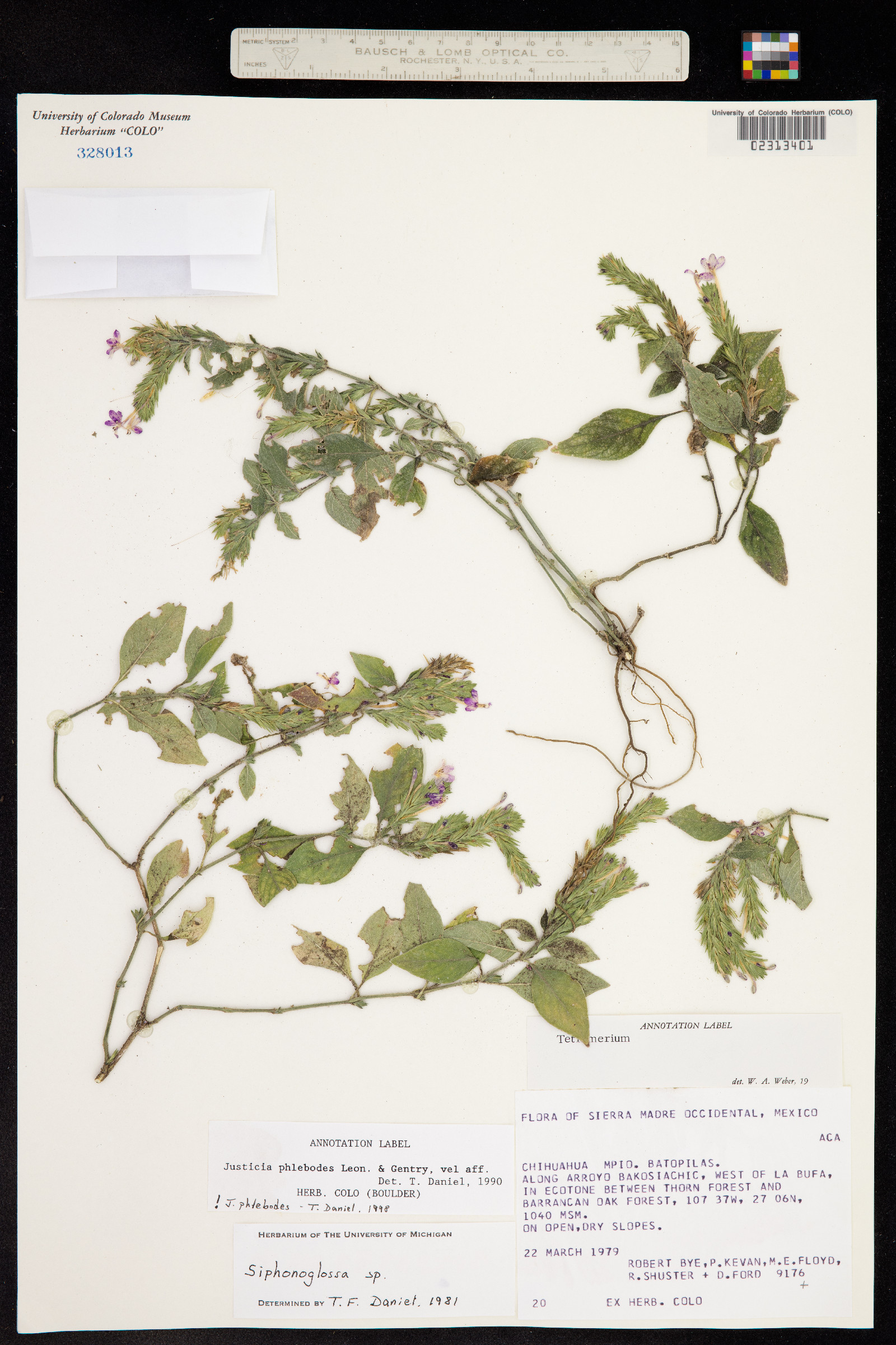 Justicia phlebodes image