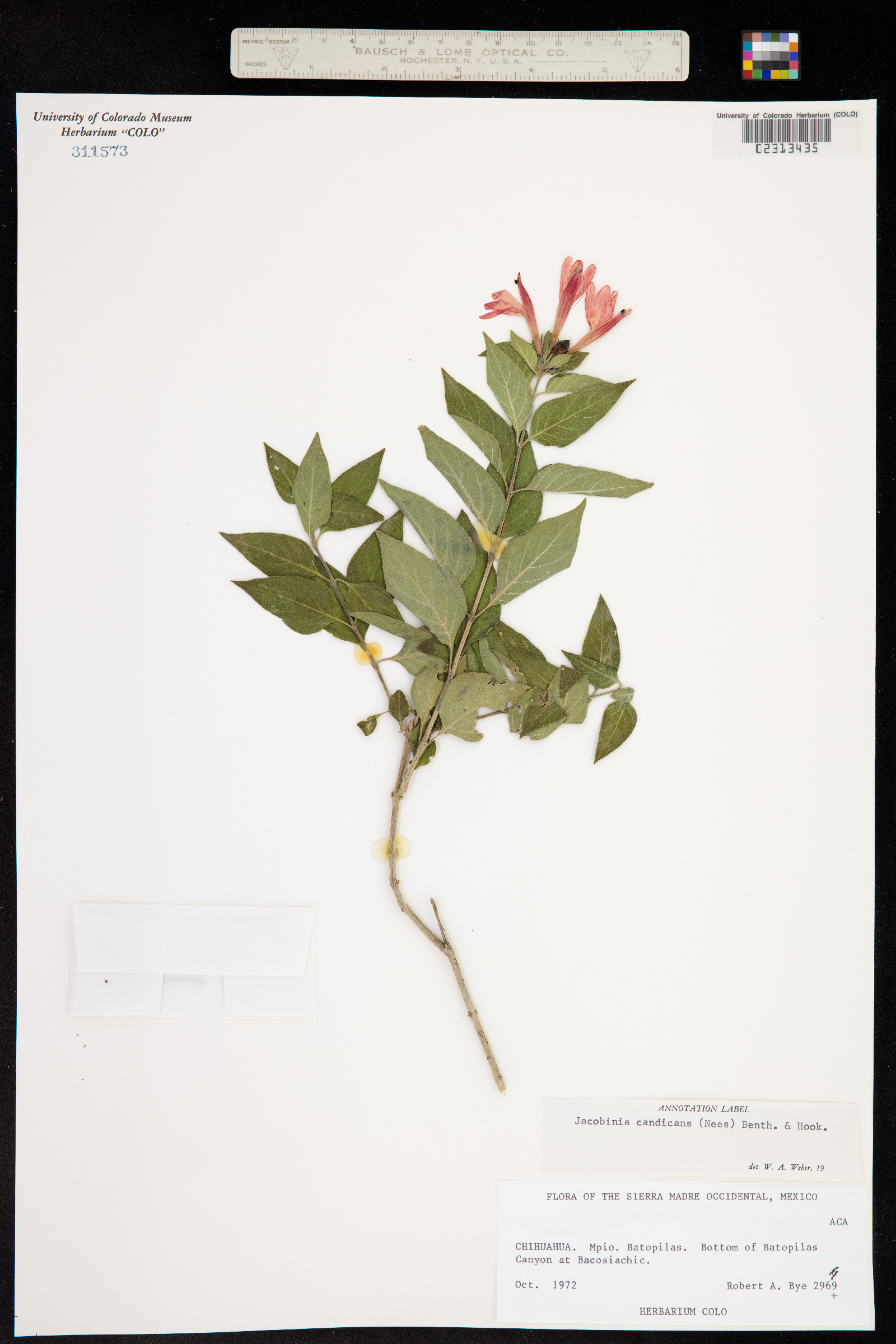 Justicia candicans image