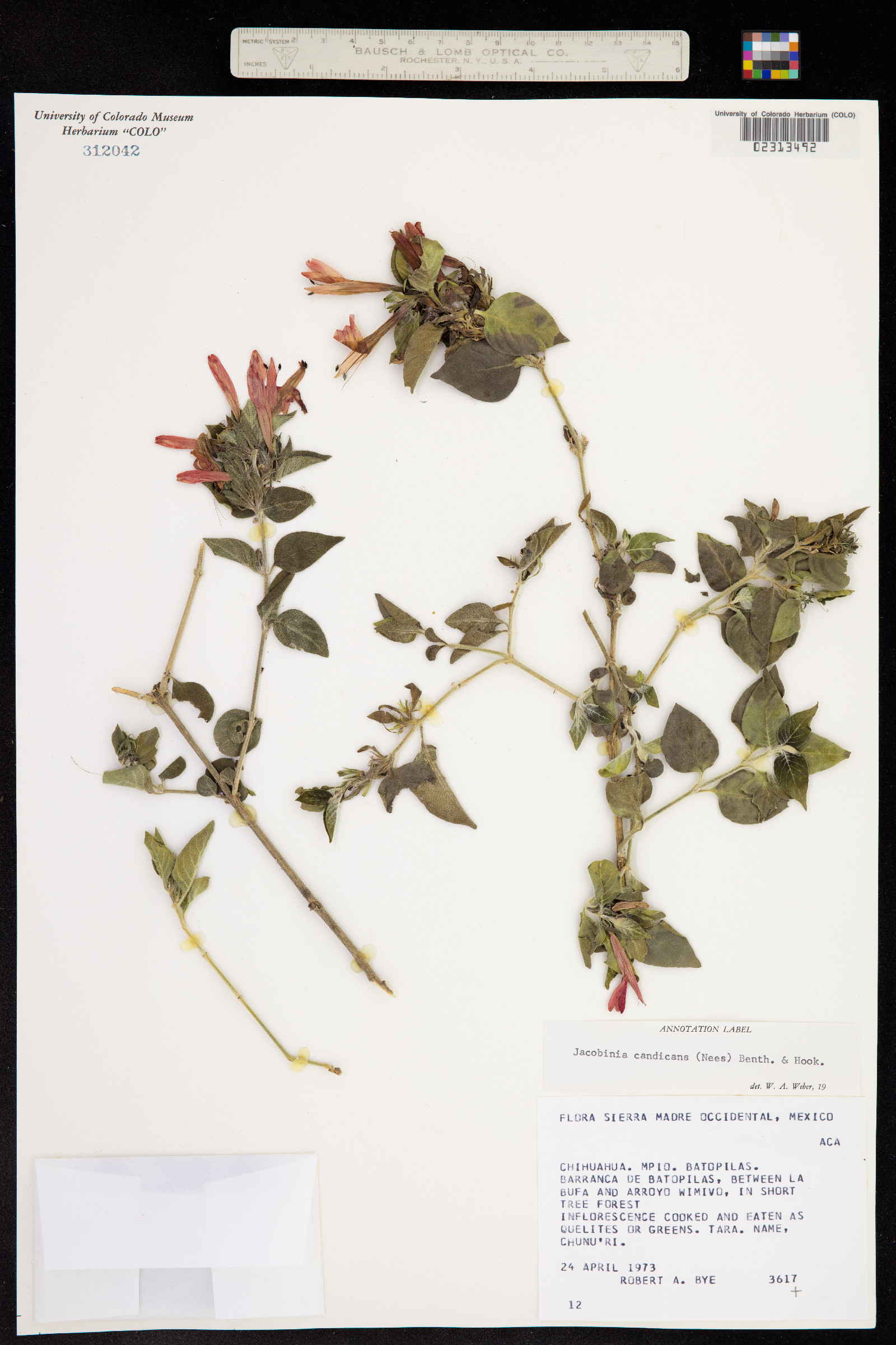 Justicia candicans image