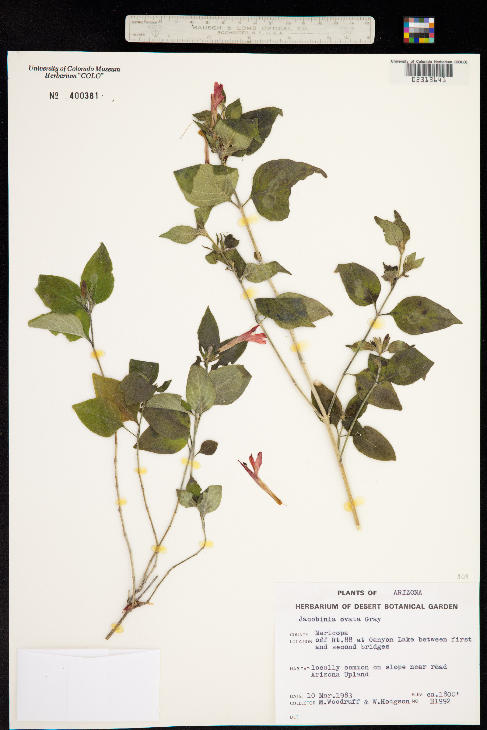 Justicia candicans image
