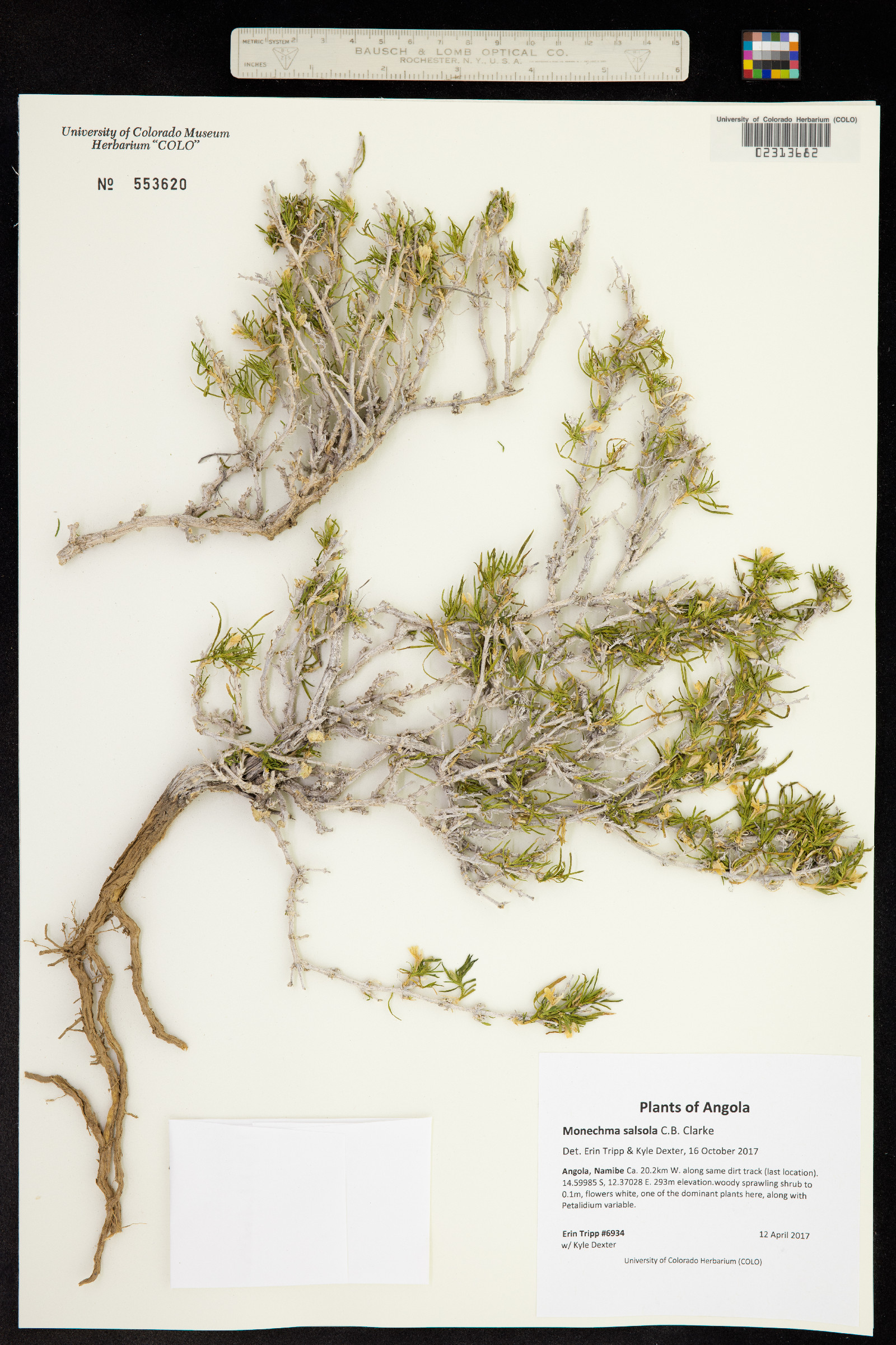 Monechma salsola image