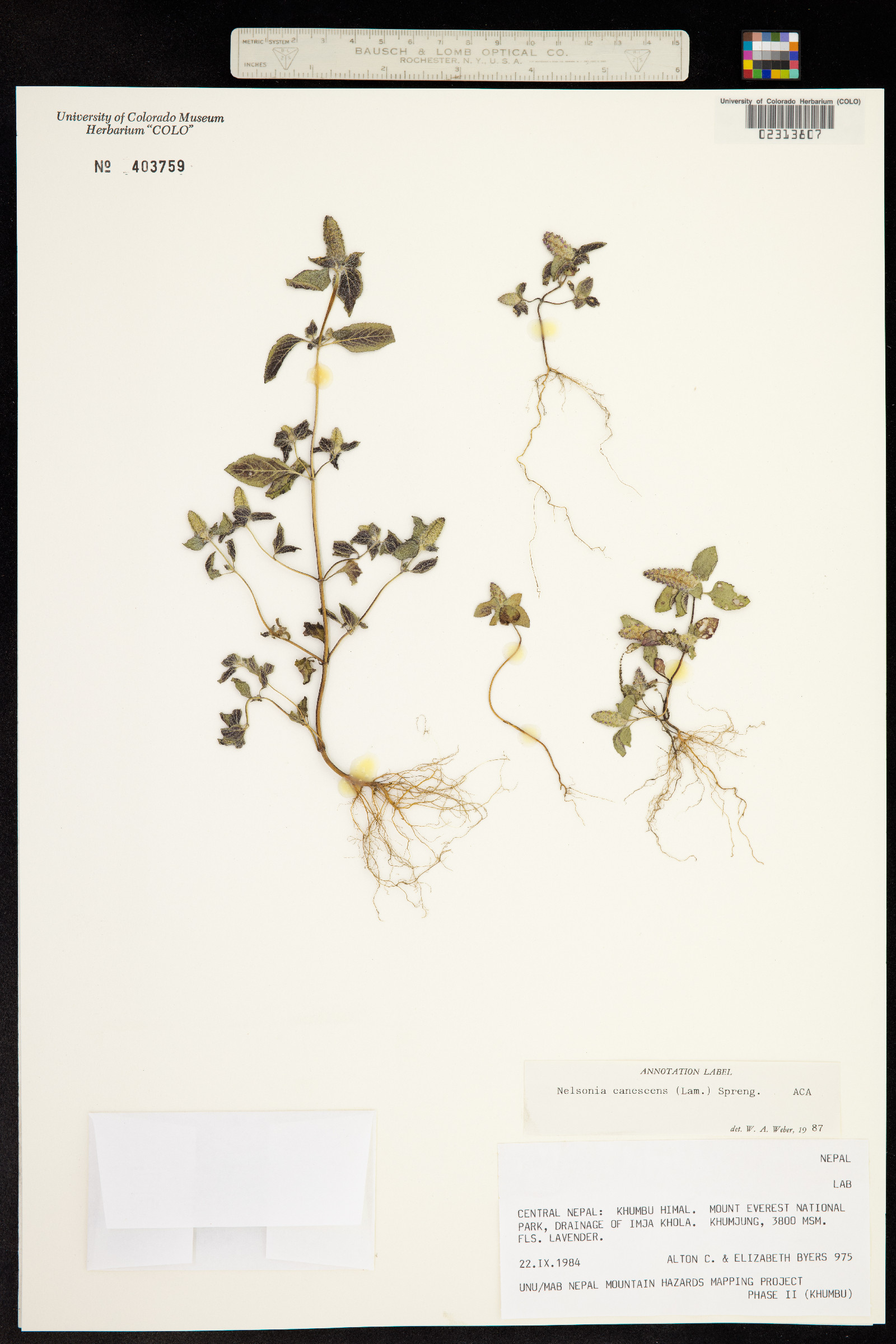 Nelsonia canescens image