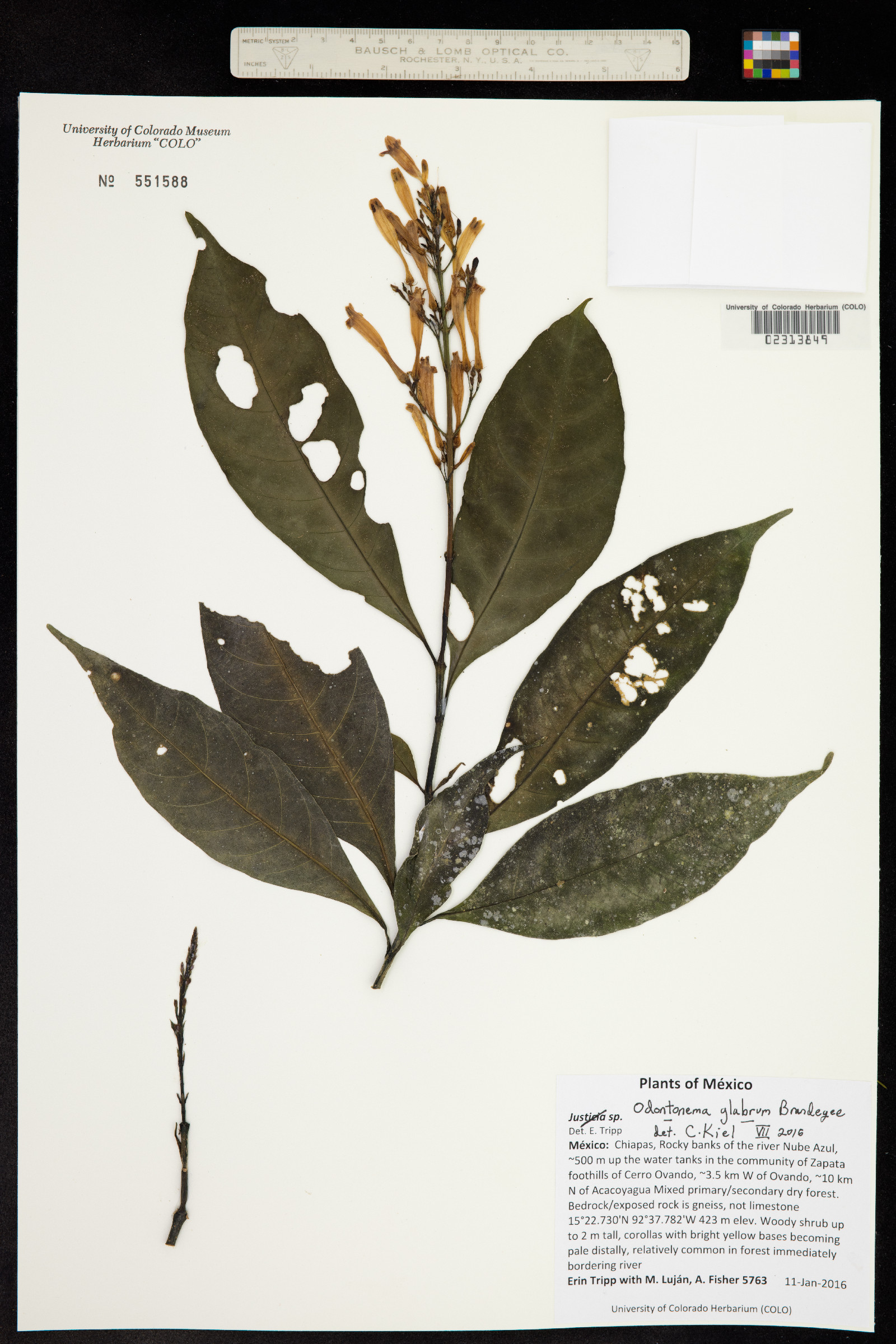 Odontonema glabrum image