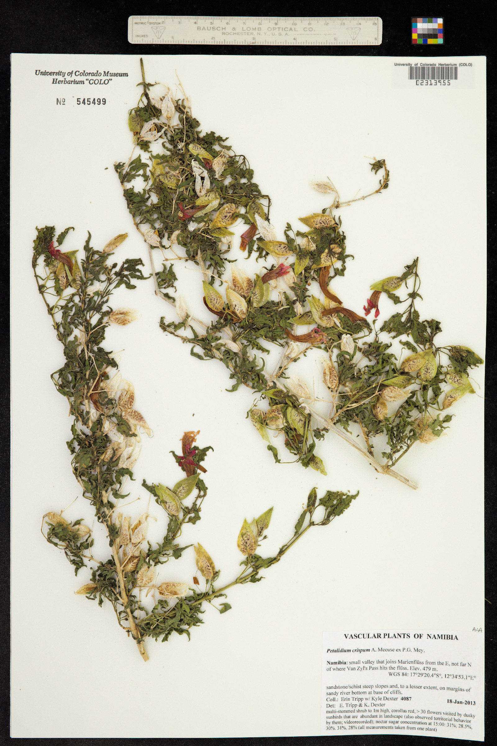Petalidium crispum image