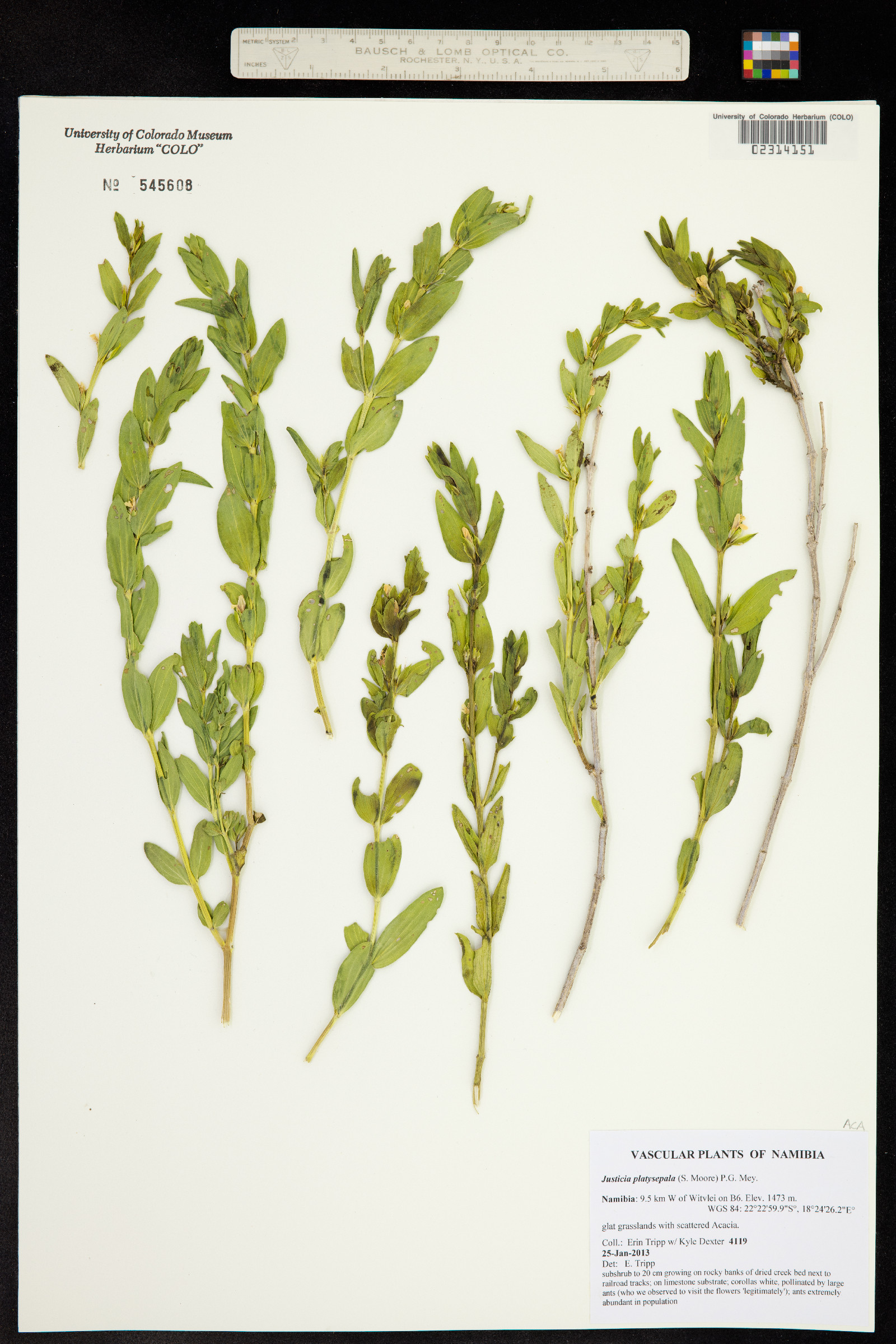Monechma platysepalum image