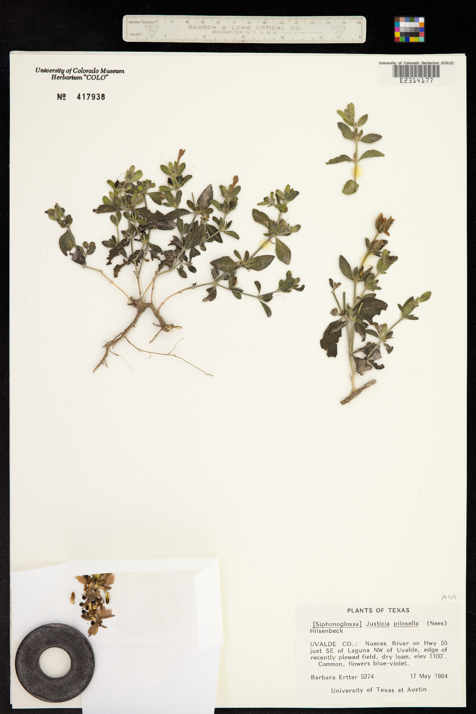 Justicia pilosula image
