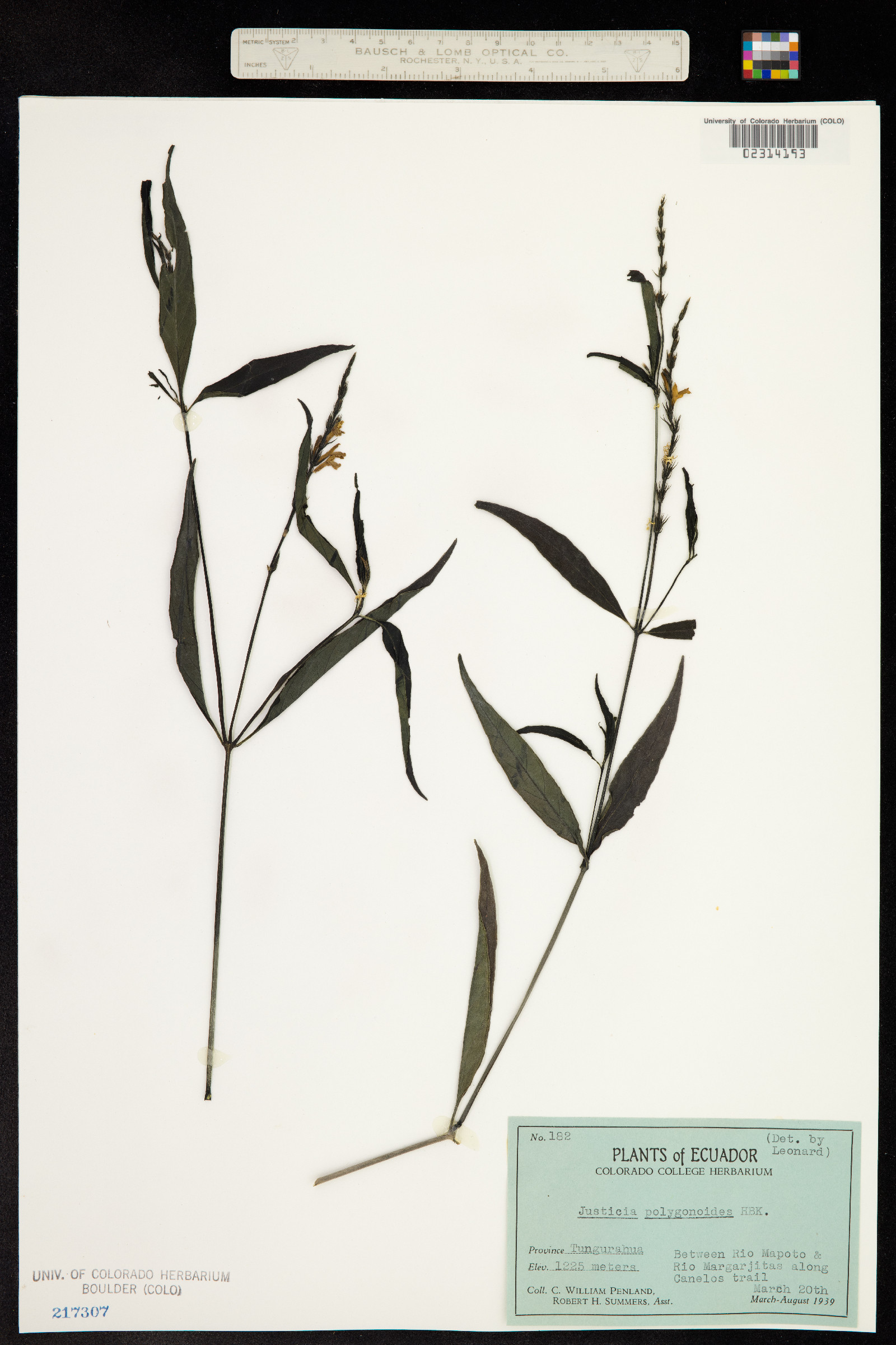 Justicia polygonoides image