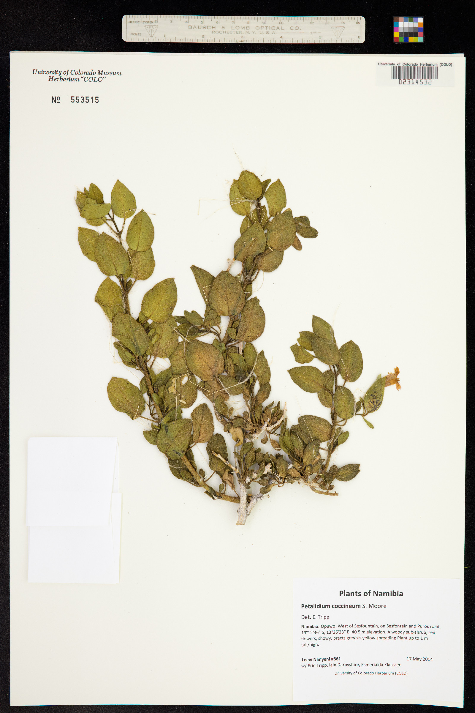 Petalidium coccineum image