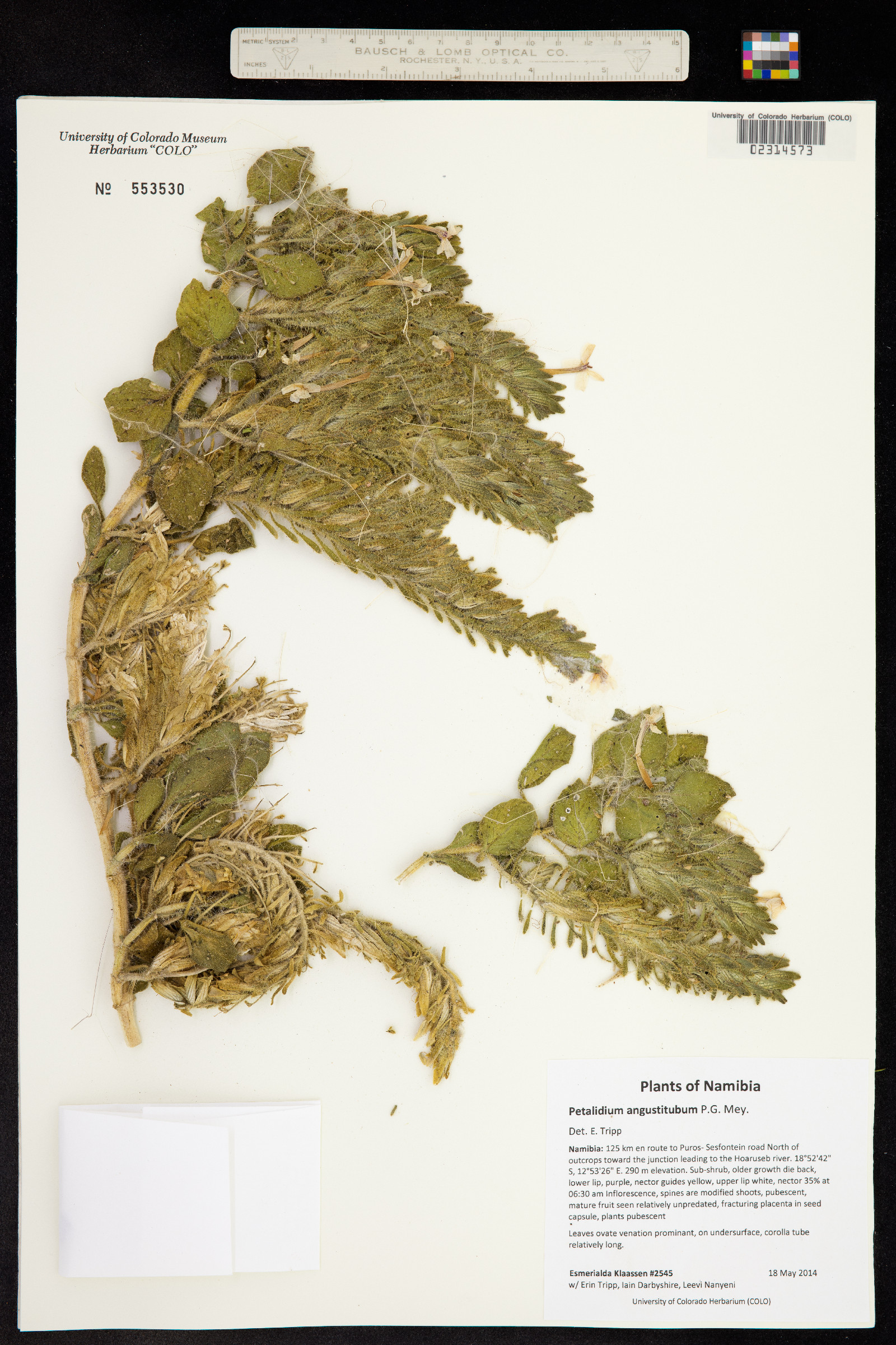 Petalidium angustitubum image