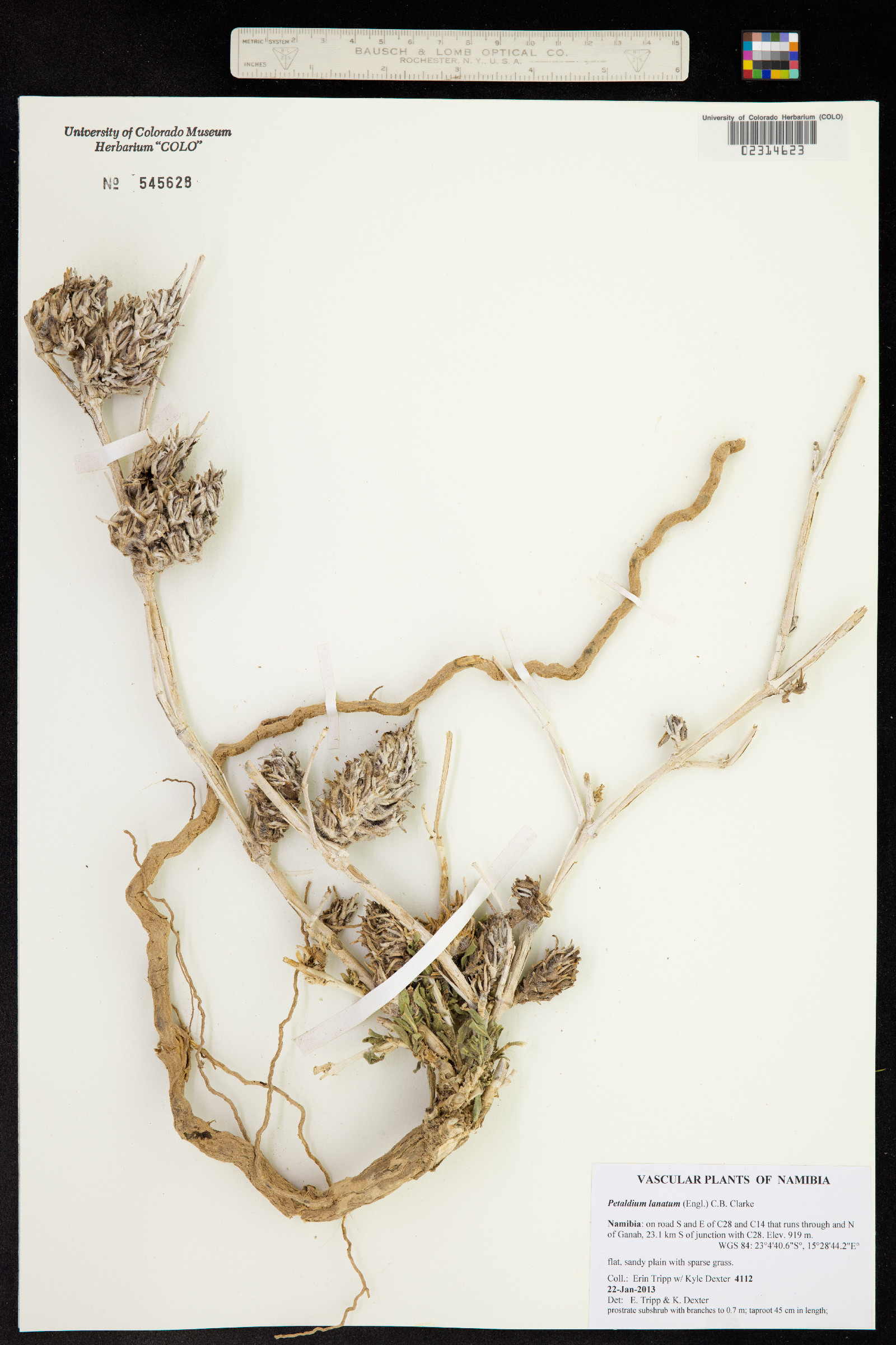 Petalidium lanatum image