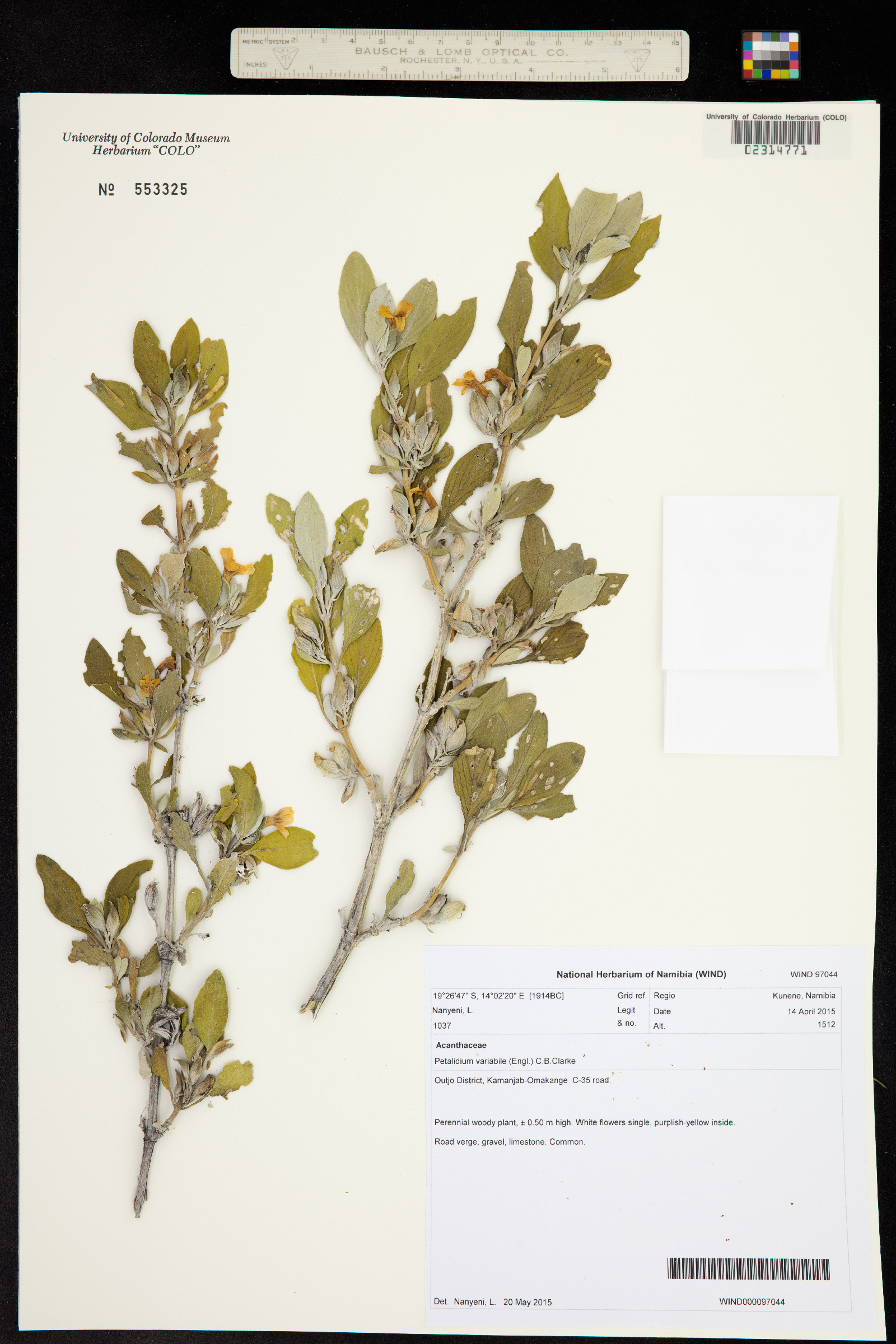 Petalidium variabile image