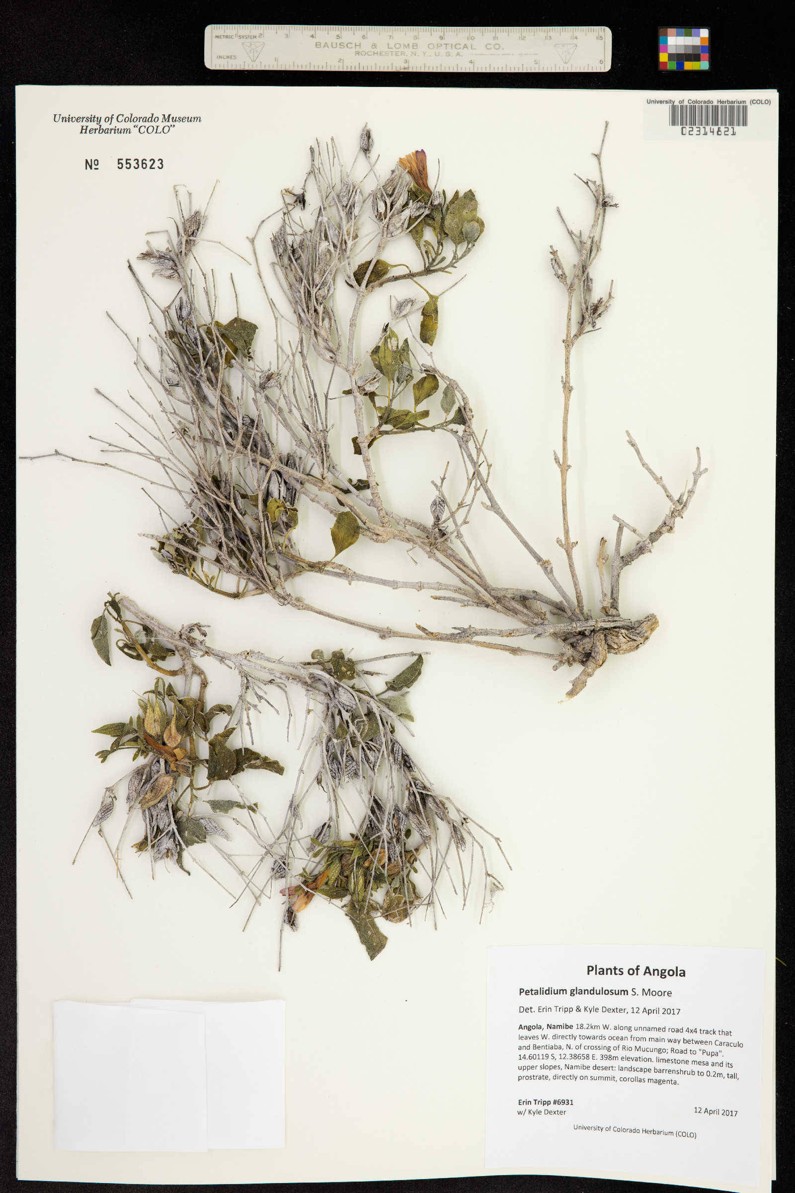 Petalidium glandulosum image