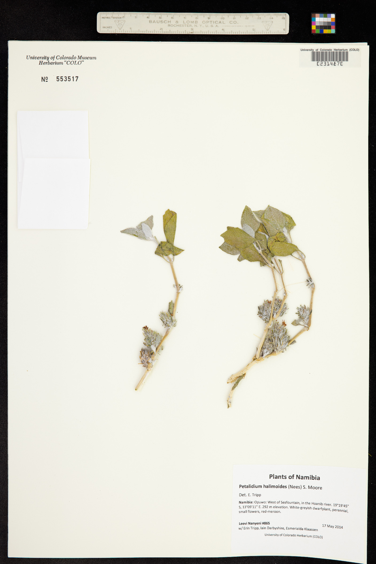 Petalidium halimoides image