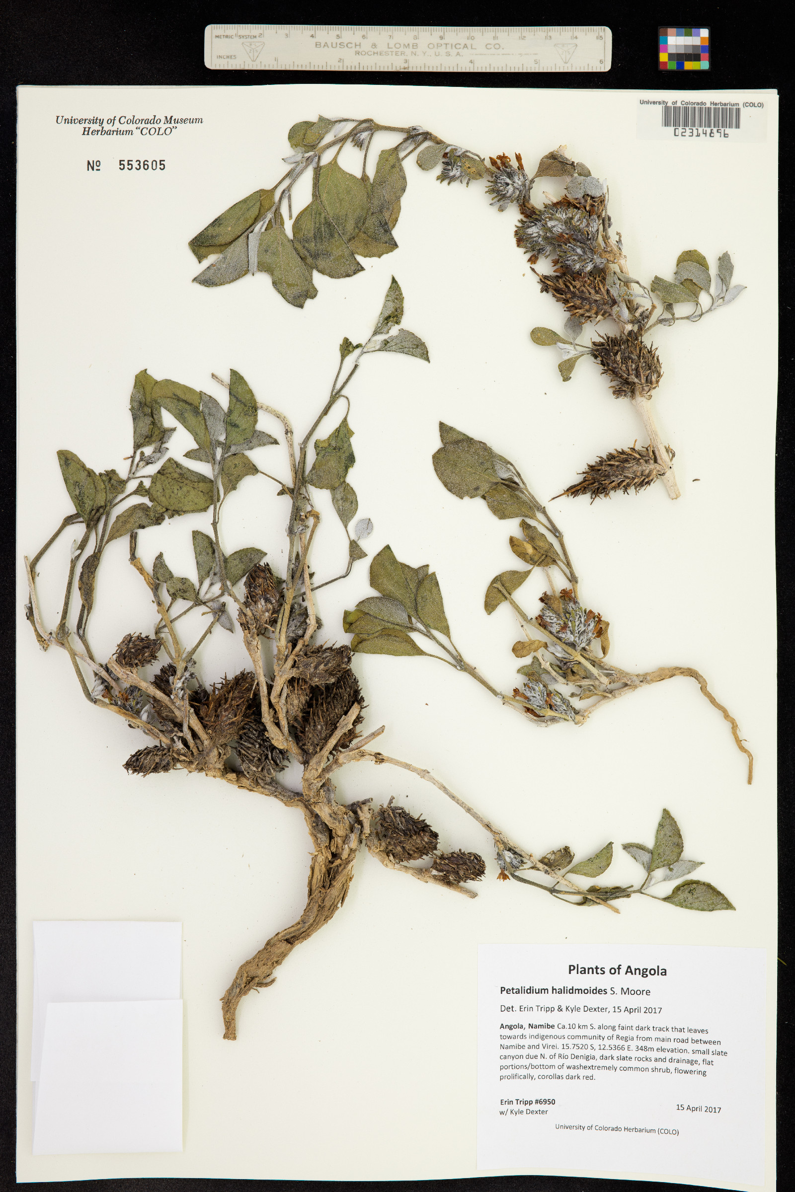 Petalidium halimoides image