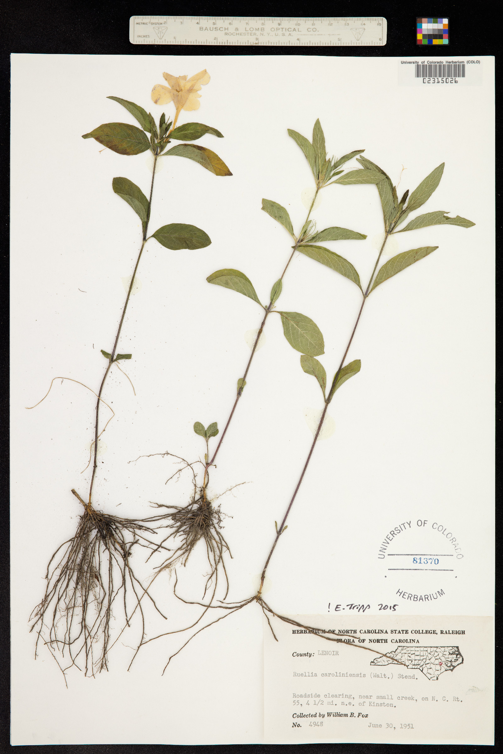 Ruellia caroliniensis image