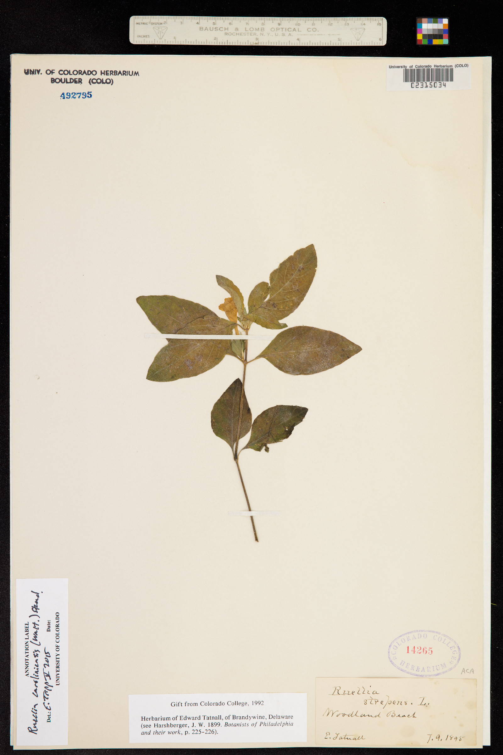 Ruellia caroliniensis image