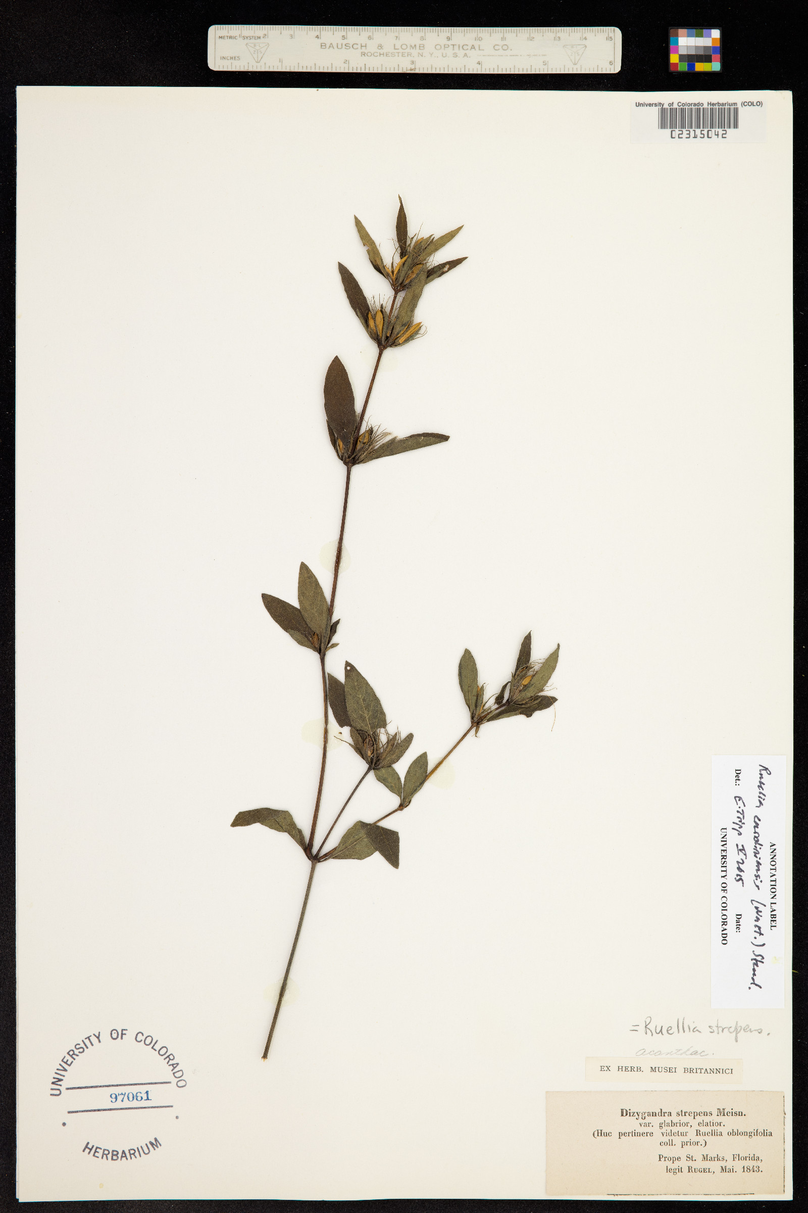 Ruellia caroliniensis image