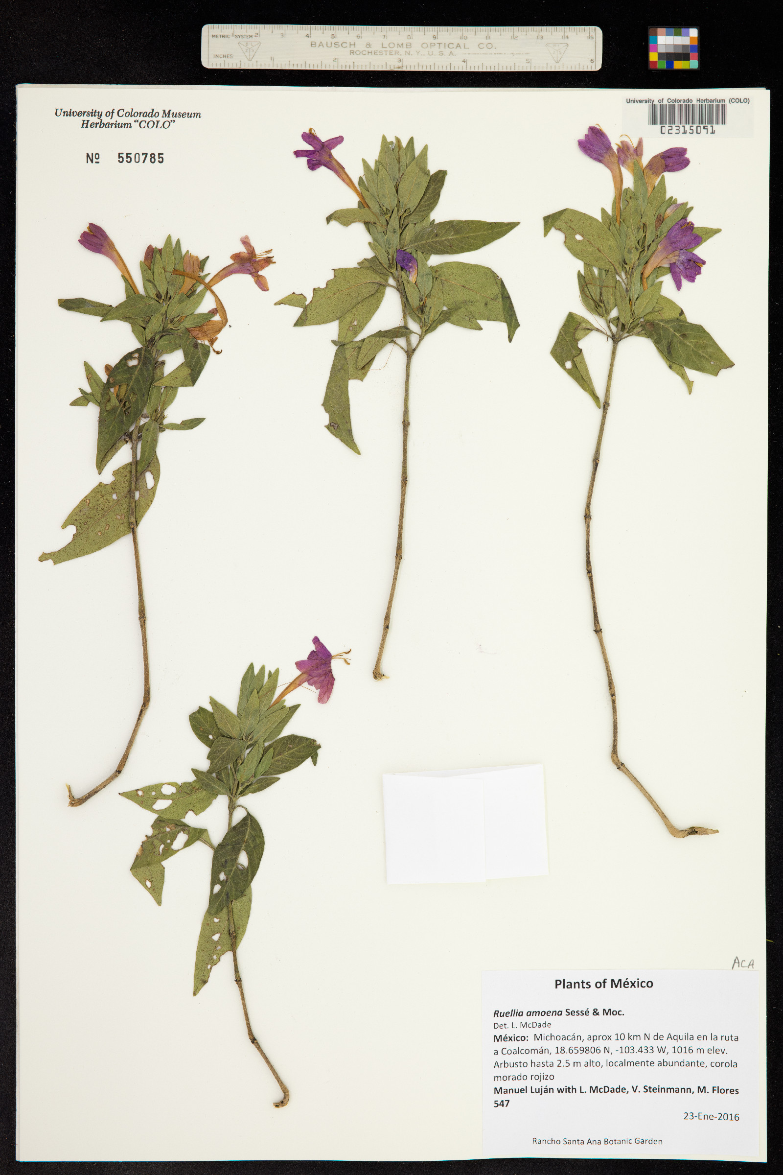 Ruellia amoena image