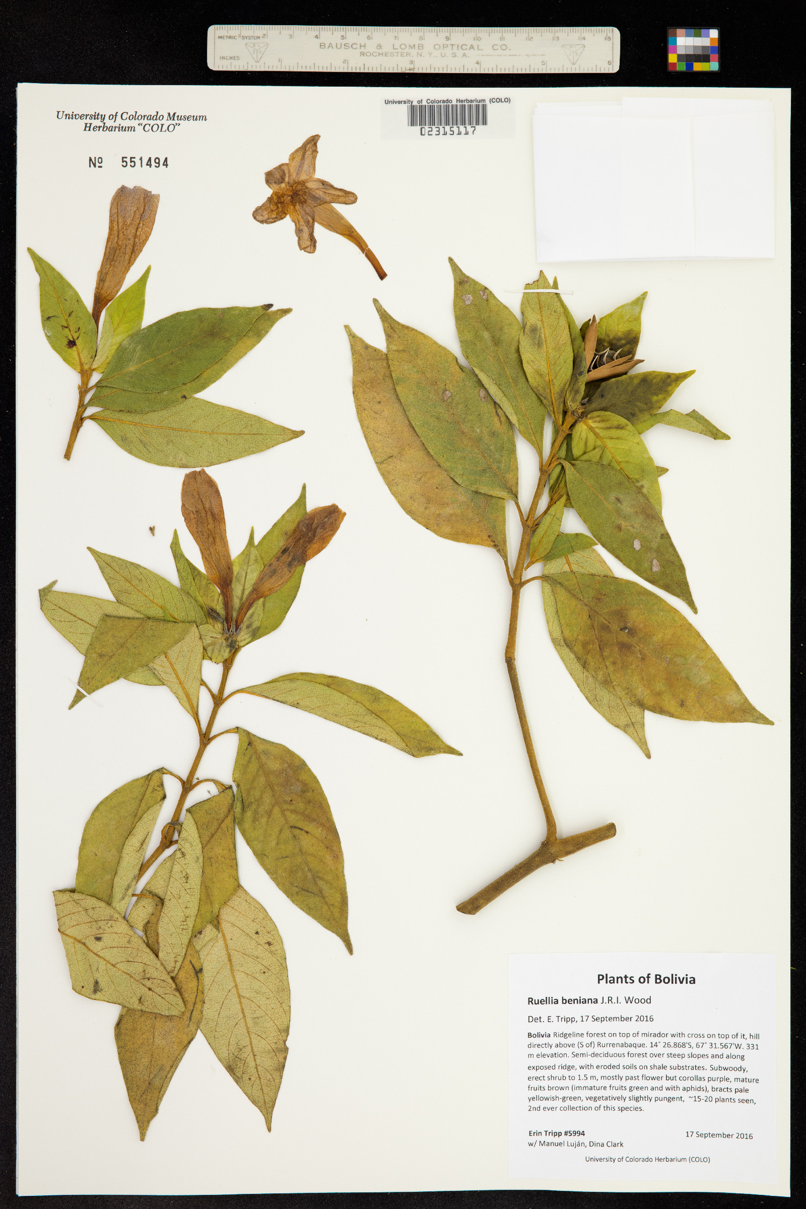 Ruellia beniana image