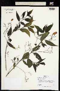 Ruellia brevifolia image