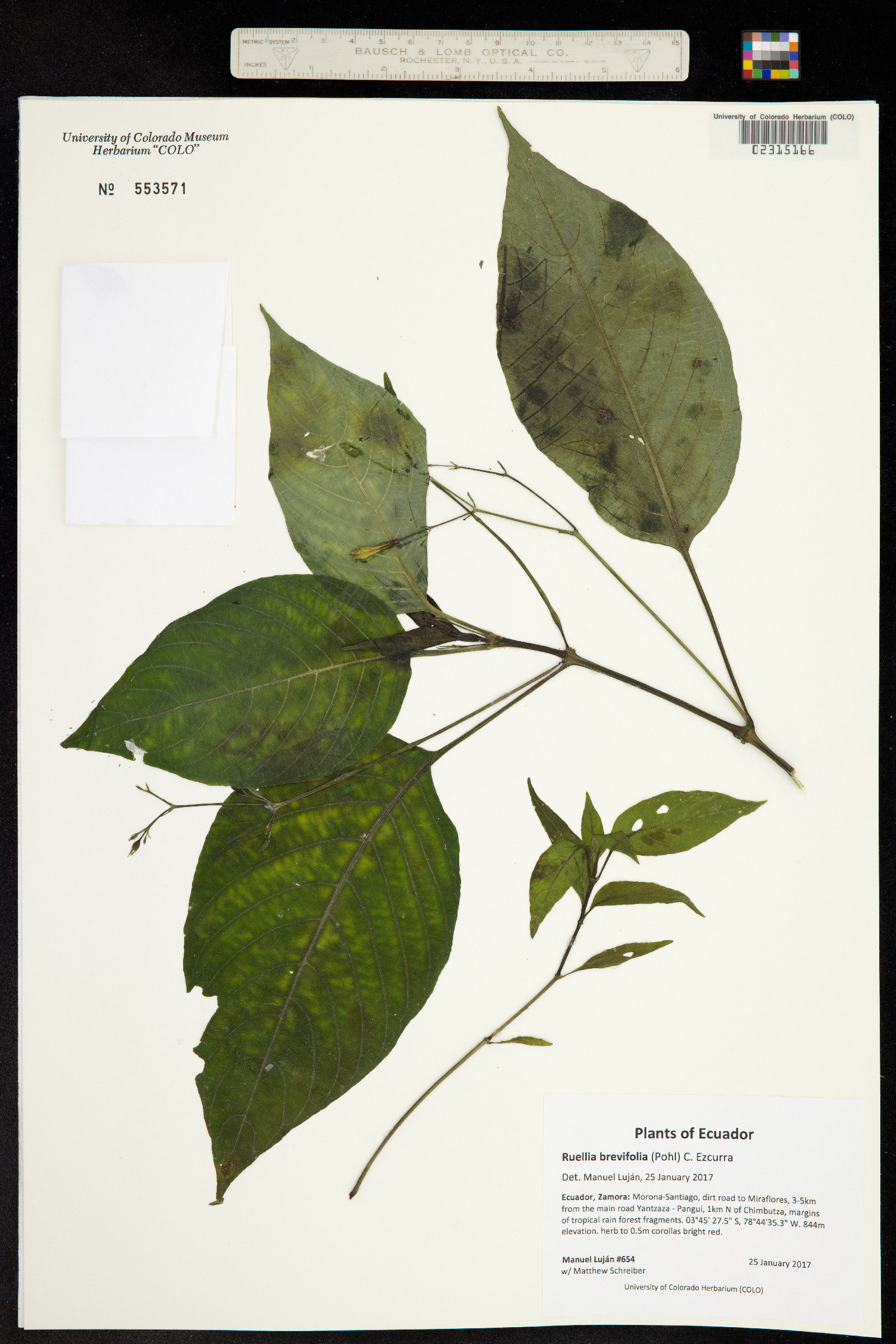 Ruellia brevifolia image