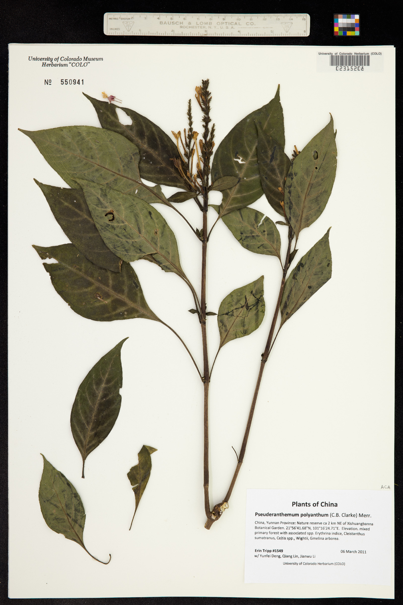 Pseuderanthemum polyanthum image