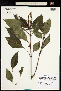 Image of Pseuderanthemum polyanthum