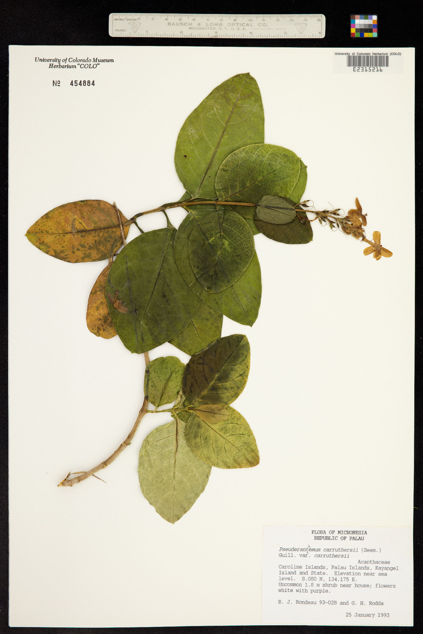 Pseuderanthemum image