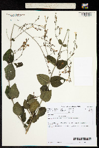 Rhinacanthus kaokoensis image