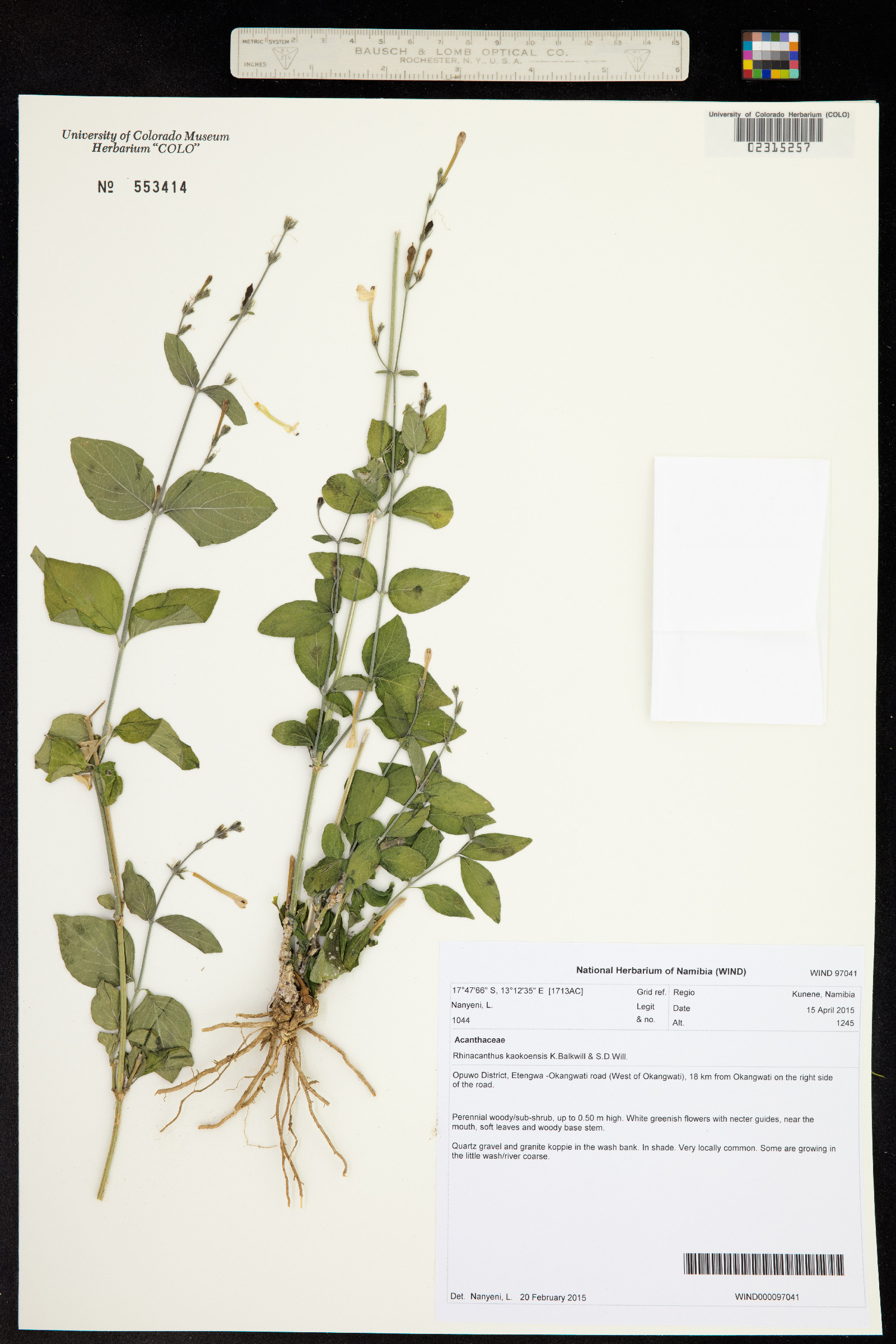 Rhinacanthus kaokoensis image